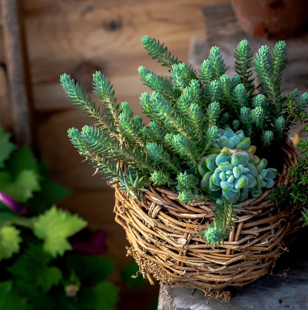 Houseplants 101