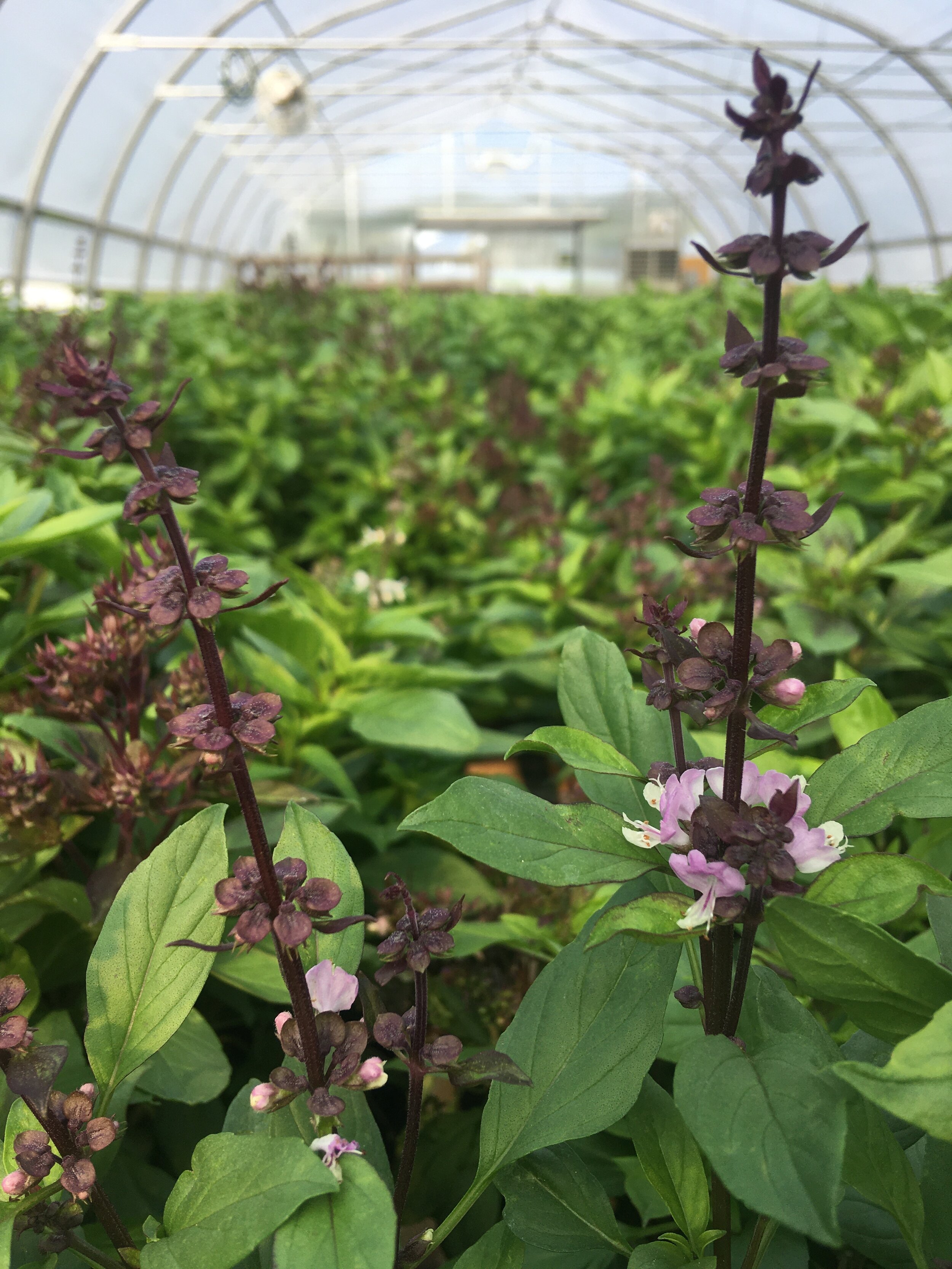Plants of the Week: It's all about the HERBS! — Red Wagon Plants