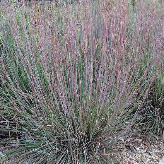 schizachyrium-scoparium-the-blues-courtesy-hoffman-nursery.jpeg