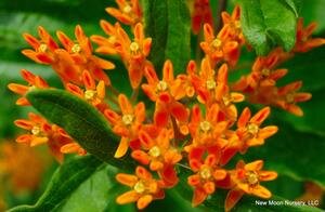 asclepias tuberosa.jpeg