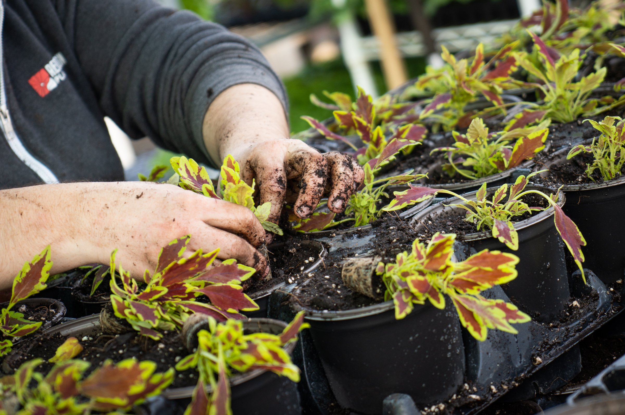 hands coleus.jpeg