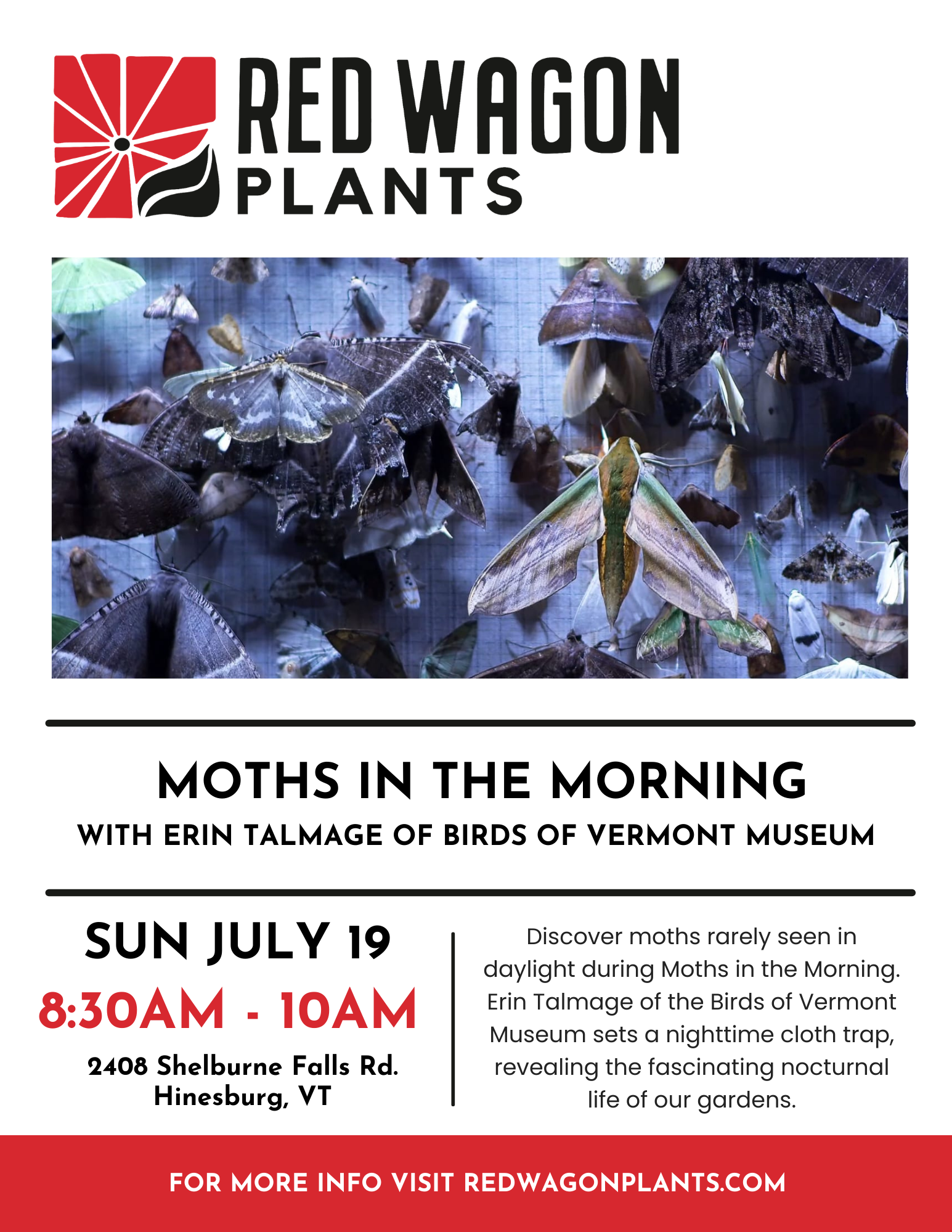 Moths in the Morning with Erin Talmage of Birds of Vermont Museum