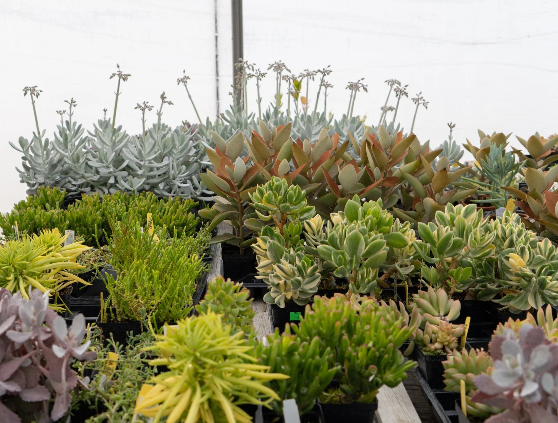 Houseplant Care Through the Seasons