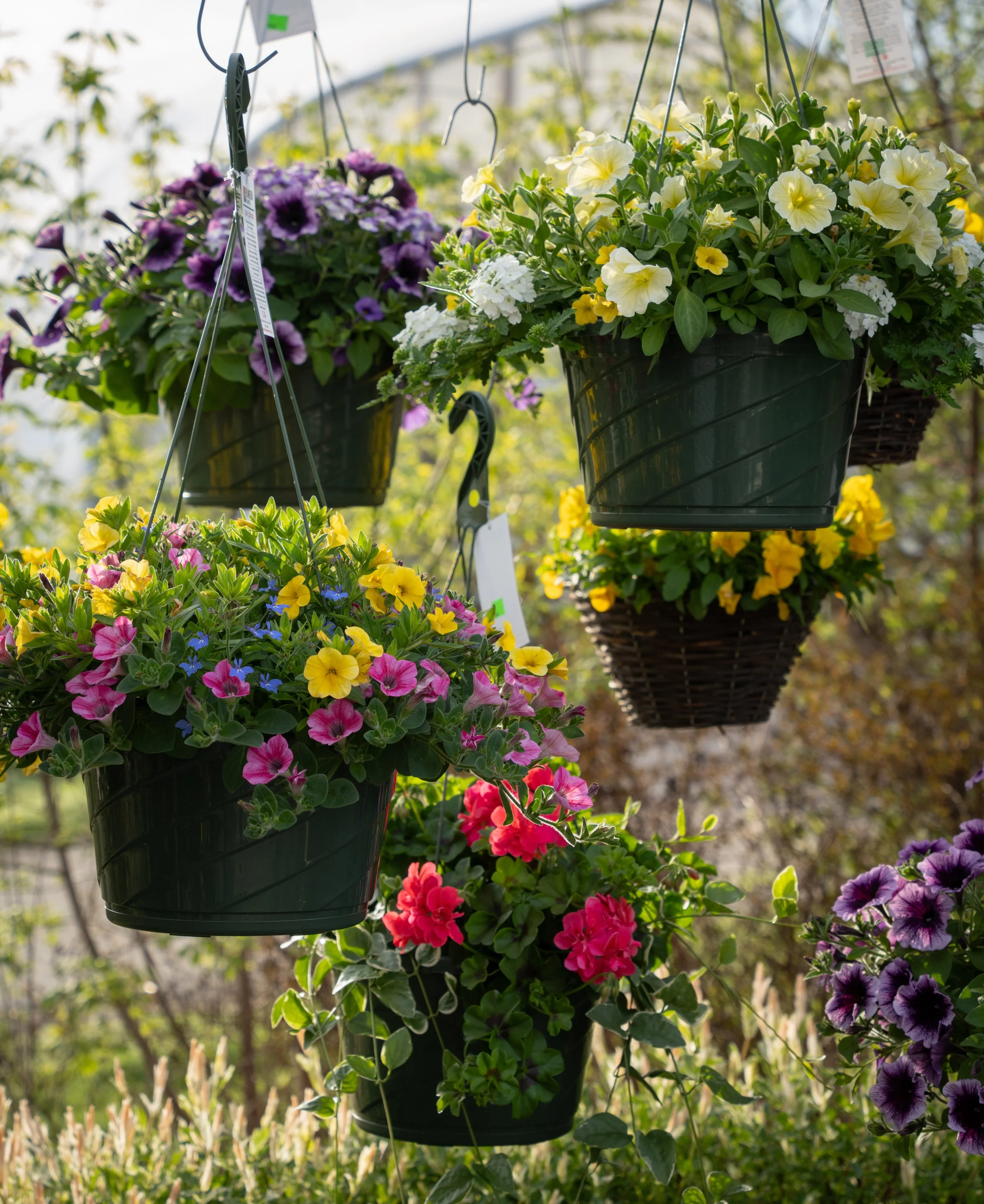 hanging baskets.jpg