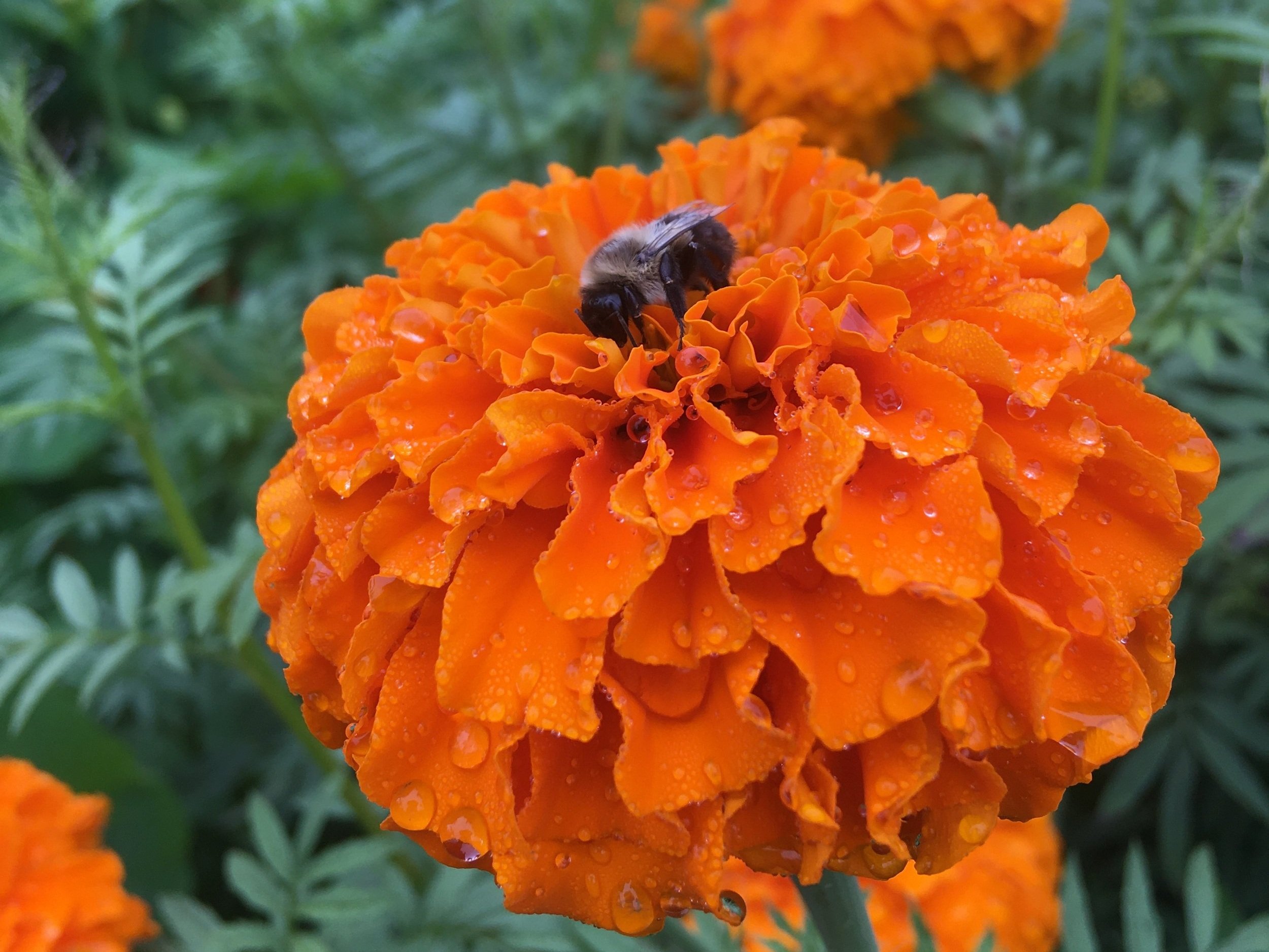 25 Marigold Seeds Orange Blooms Flowers Heirloom Annual Medicinal edible magic