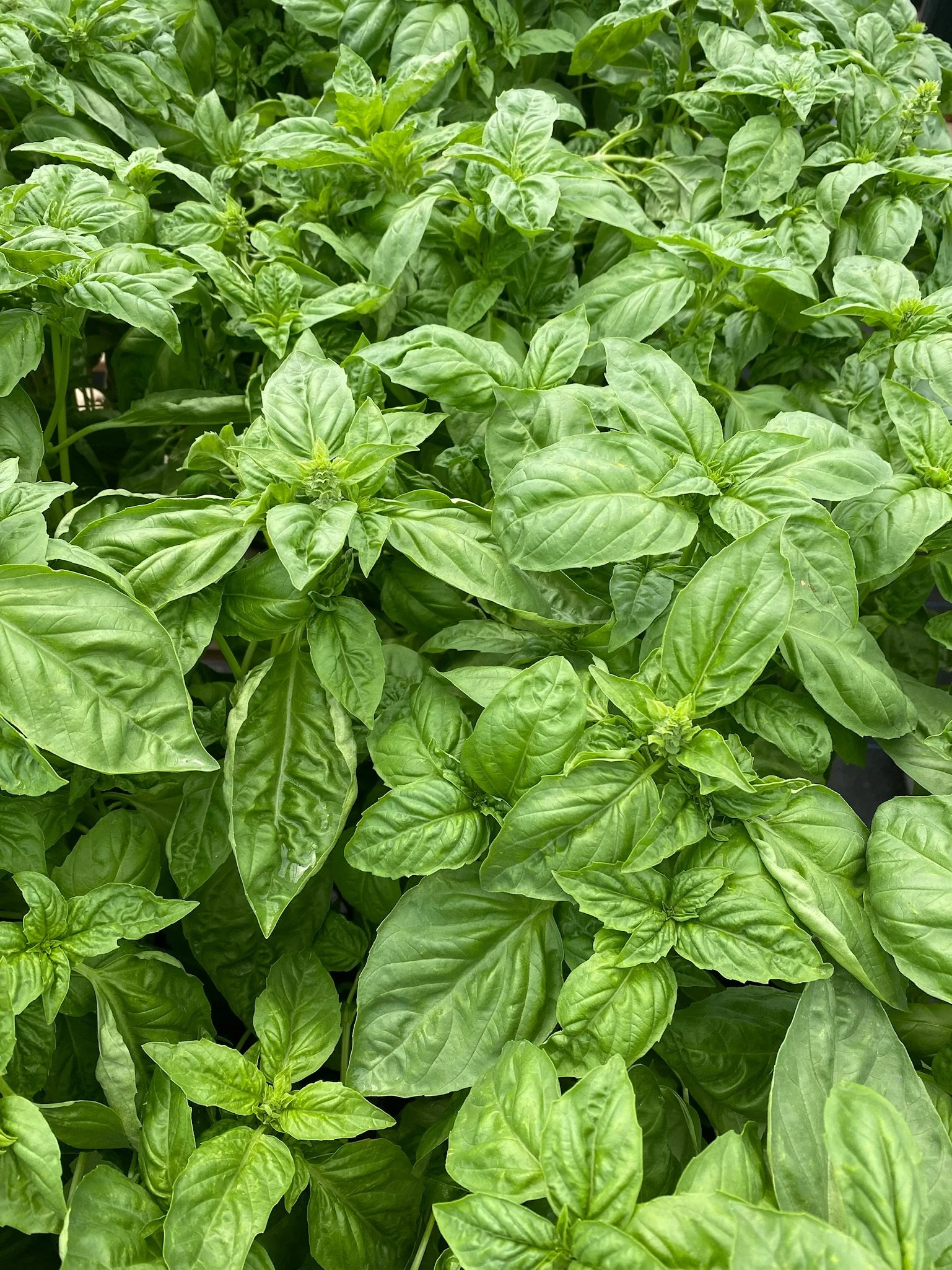 2023 Basil (2).JPG
