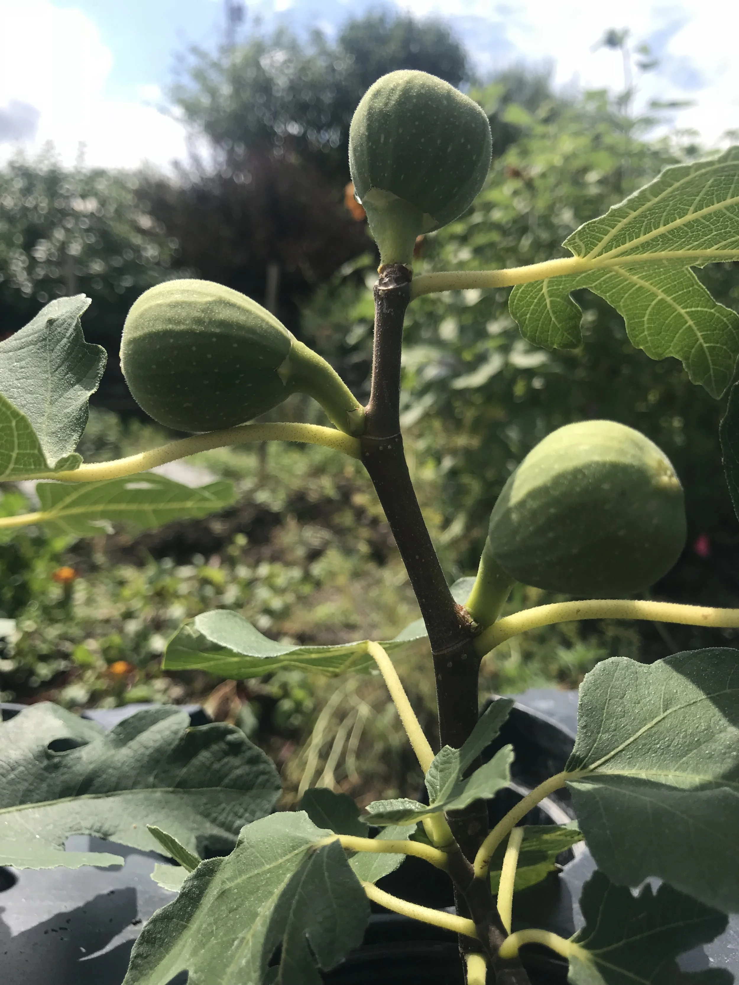 fig.jpg