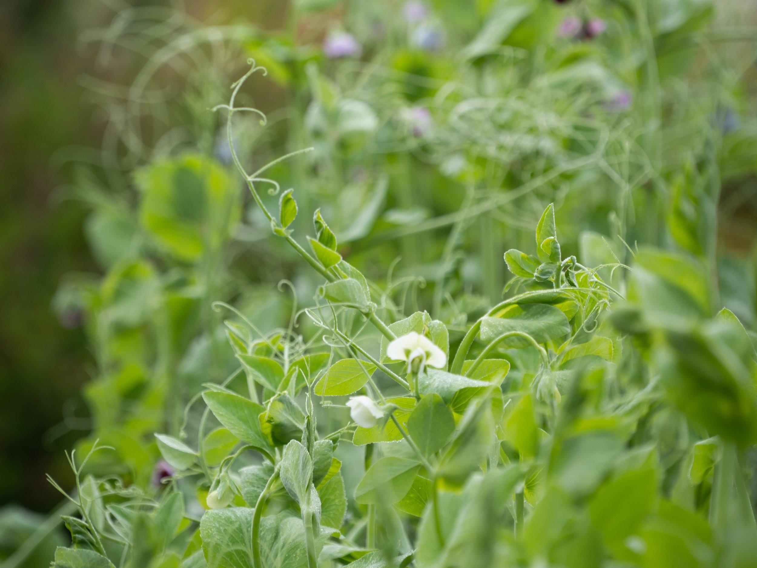 A Closer Look At Pea Varieties Red Wagon Plants a-closer-look-at-pea-varieties-red-wagon-plants
