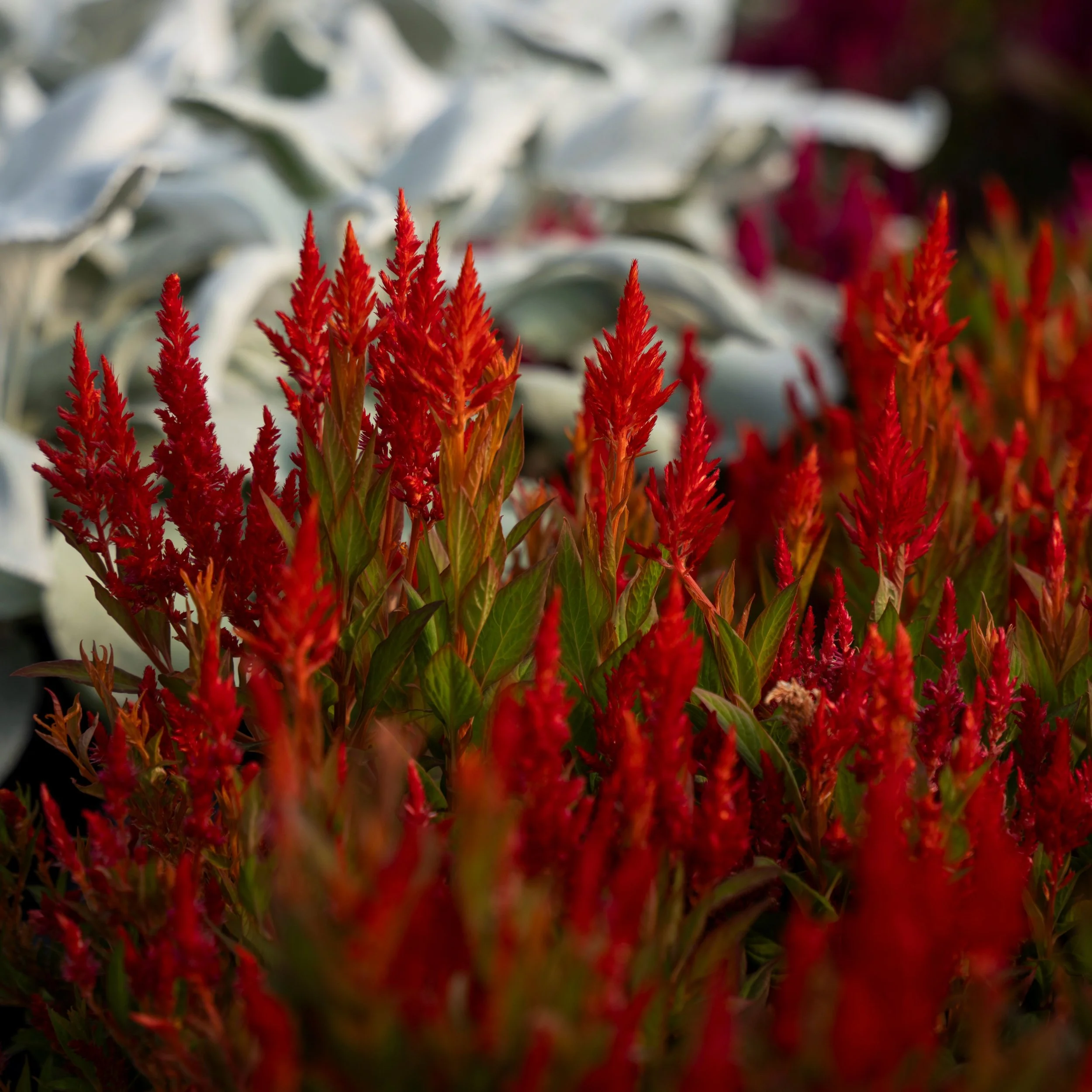 celosia.jpg