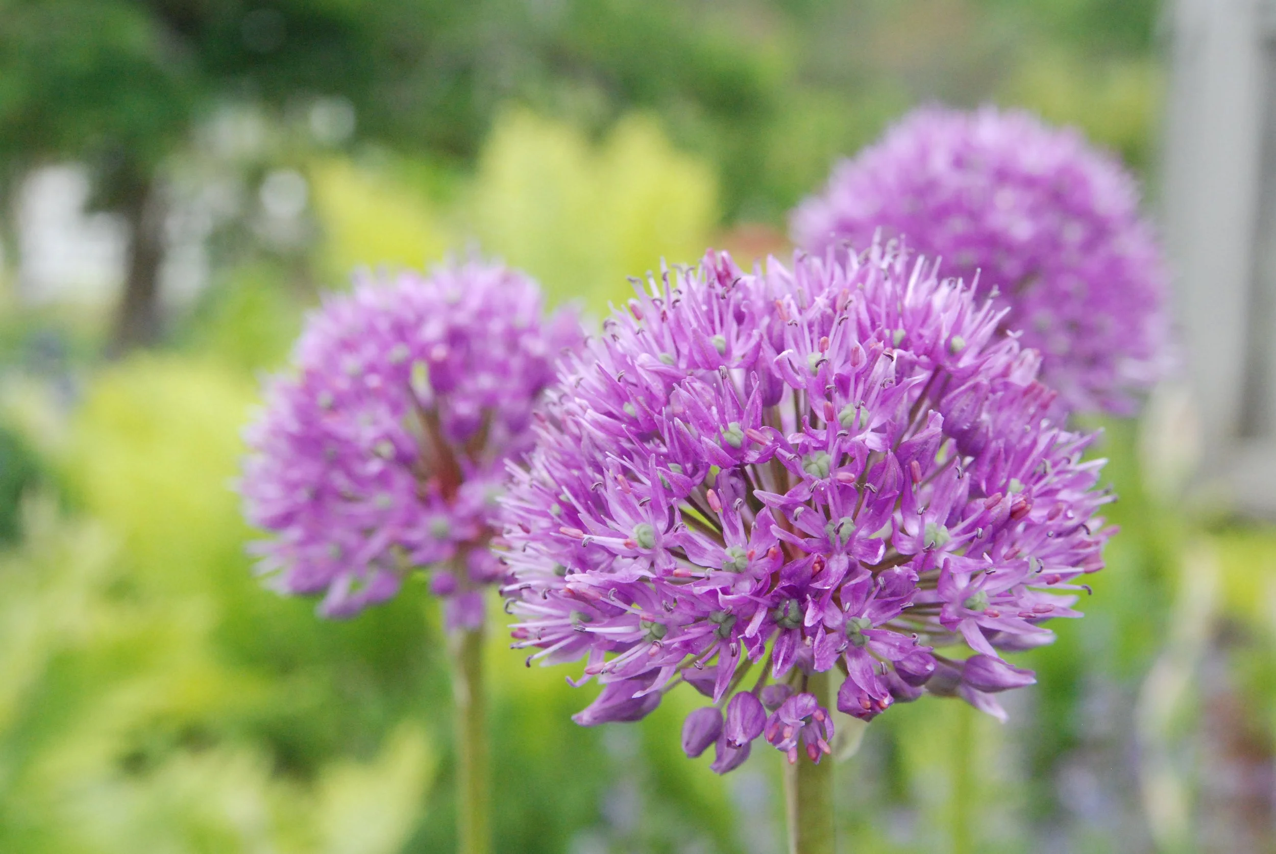 alium golbe.JPG
