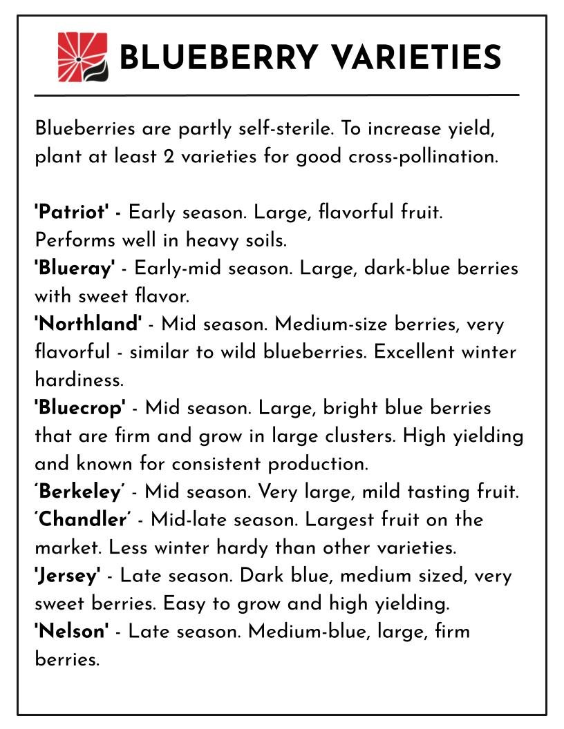 Blueberry Ripeness Chart Powder Blue Blueberry Pollination Chart