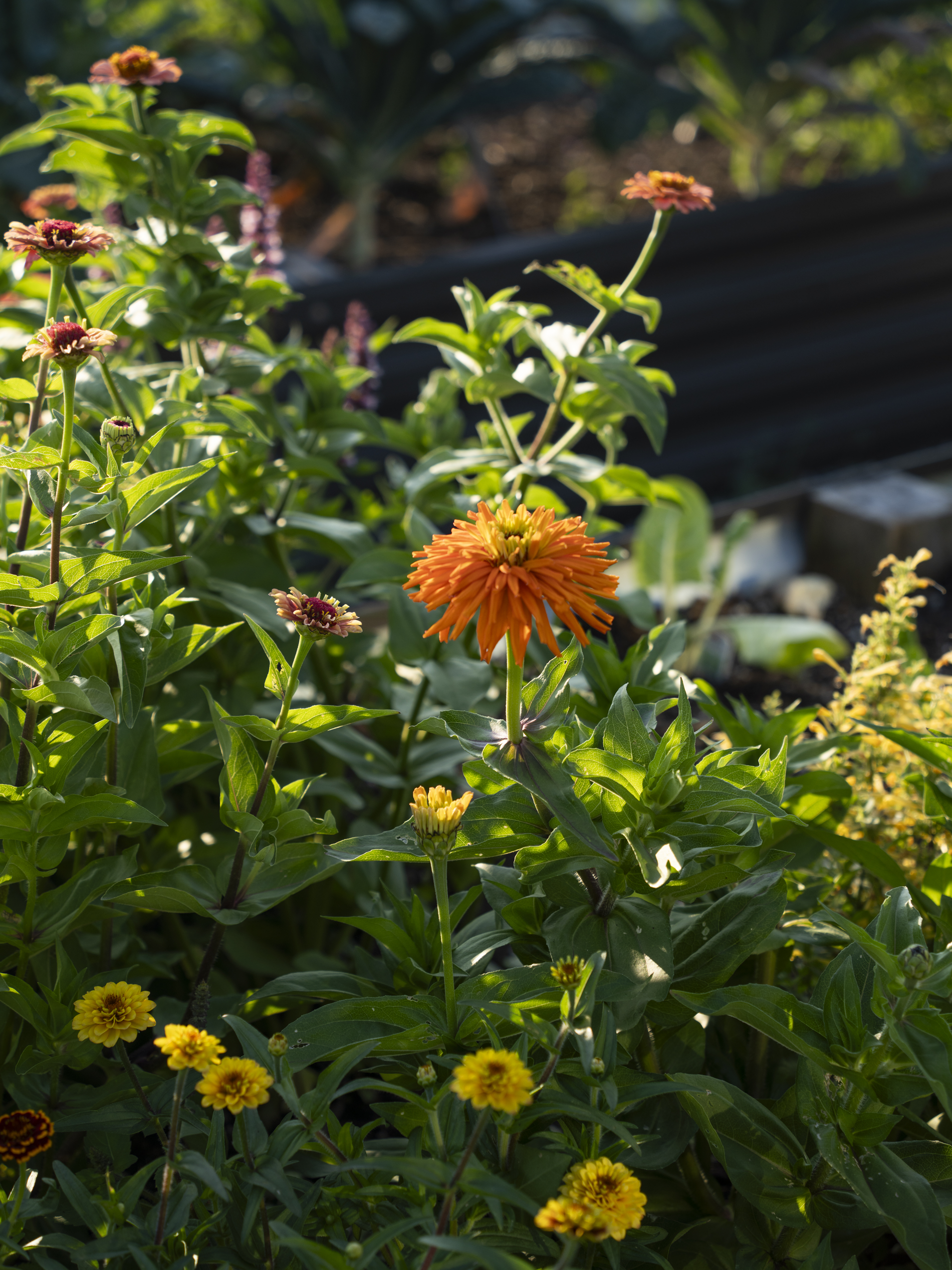 zinnia august.png