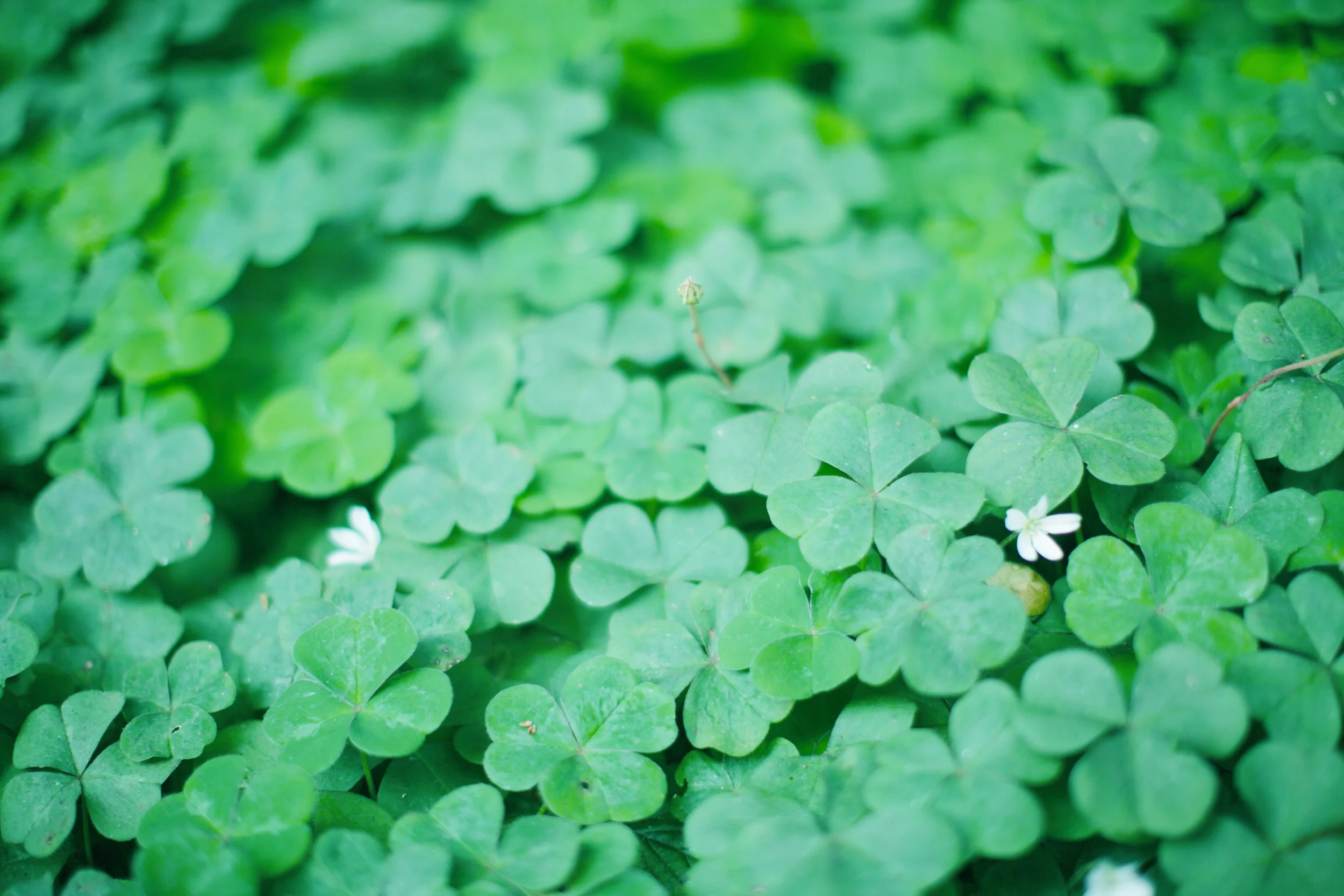 Clover-blue.jpg