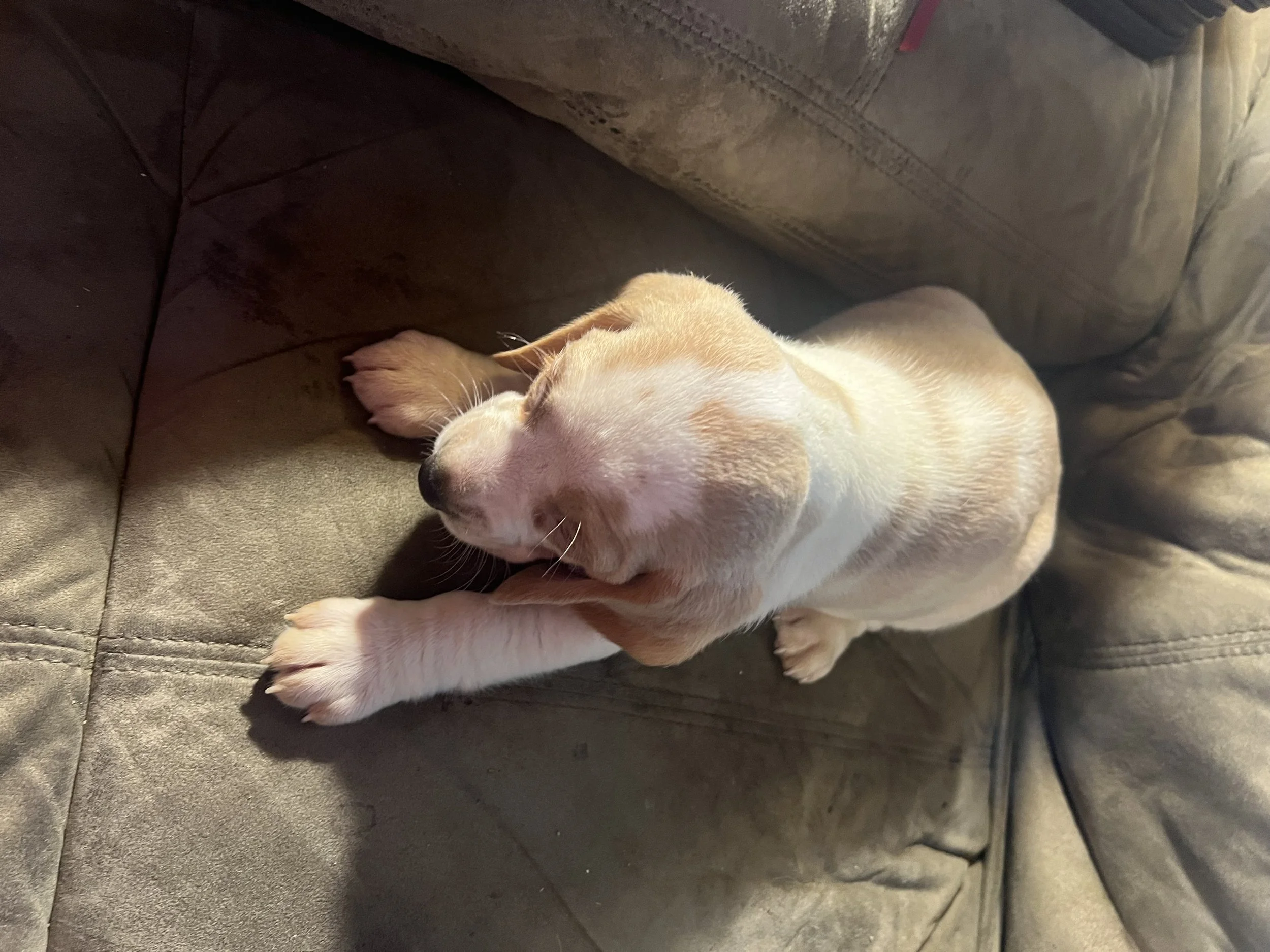 IMG_7821.jpeg (Copy)