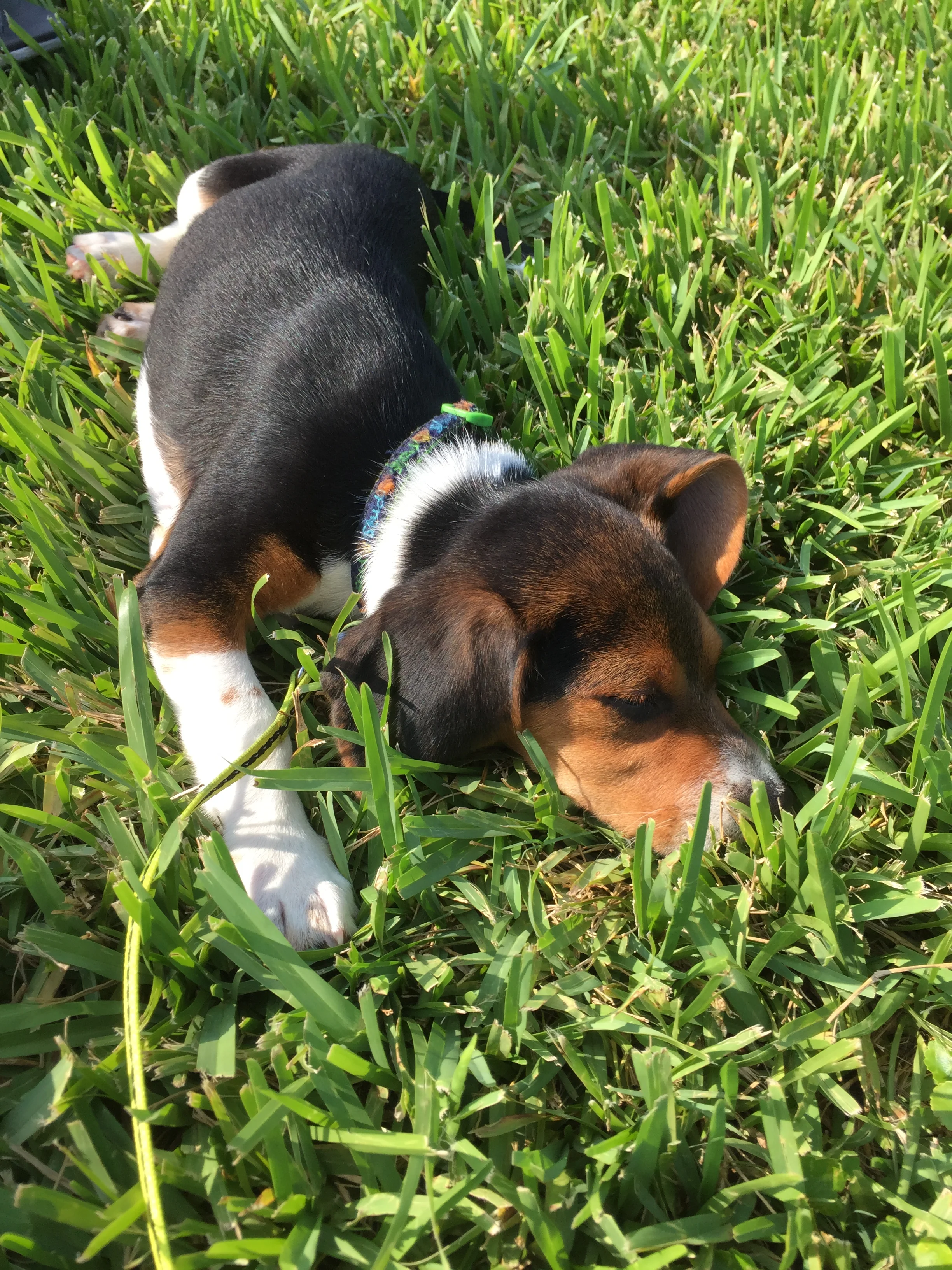 2015-07-19 17.49.39.jpg