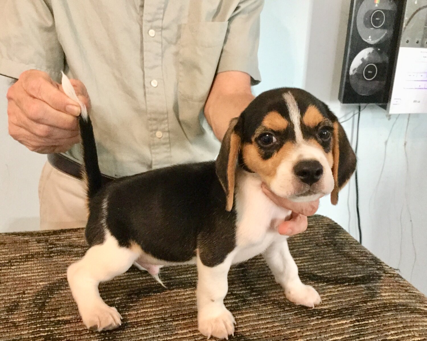 24/ Mois SSNB Mixte b/éb/é Combinaison personnalis/ée Beagle Chiot /à Manches Courtes Body 100/% Coton gar/çons Filles 0