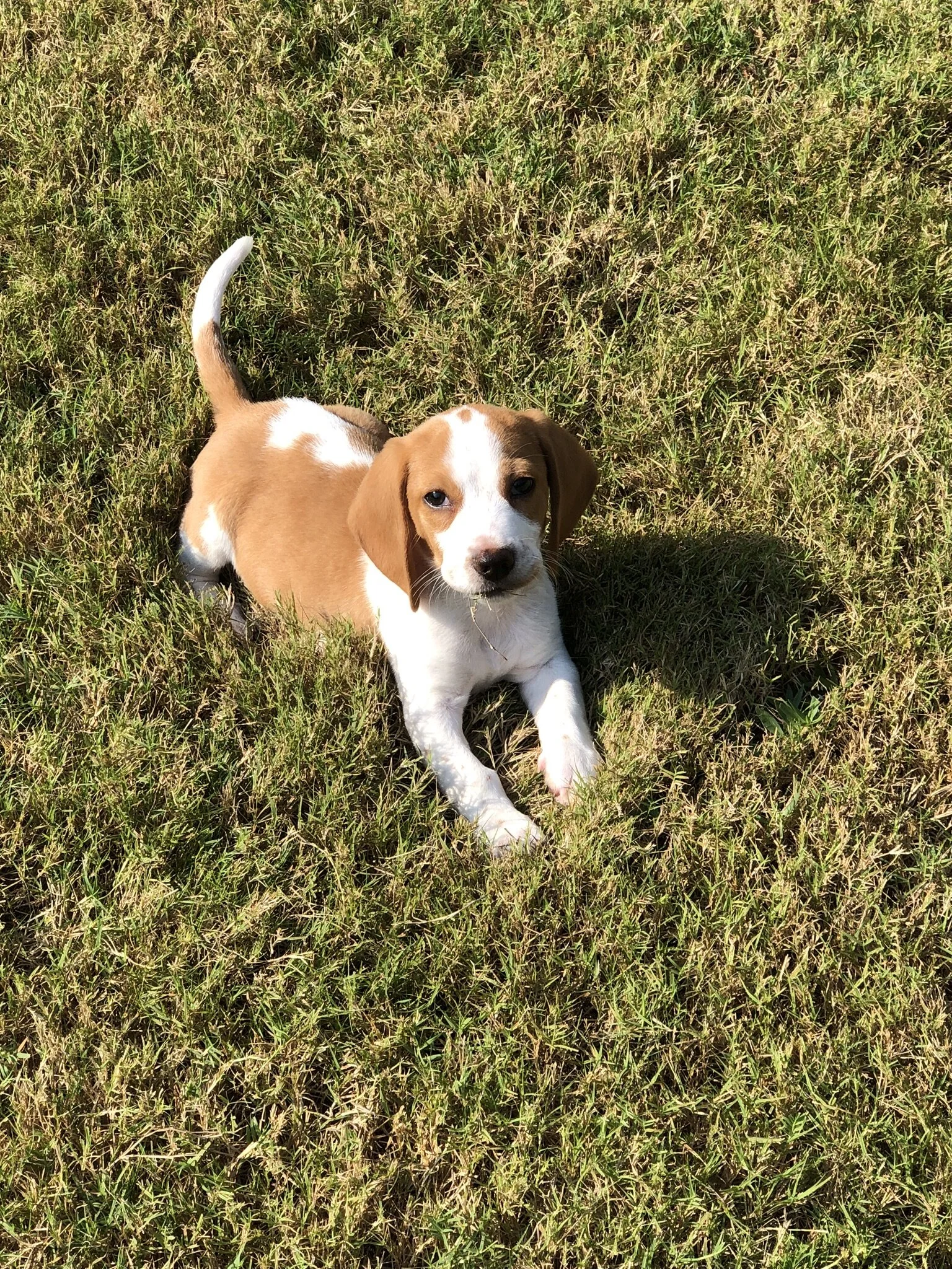 available beagles