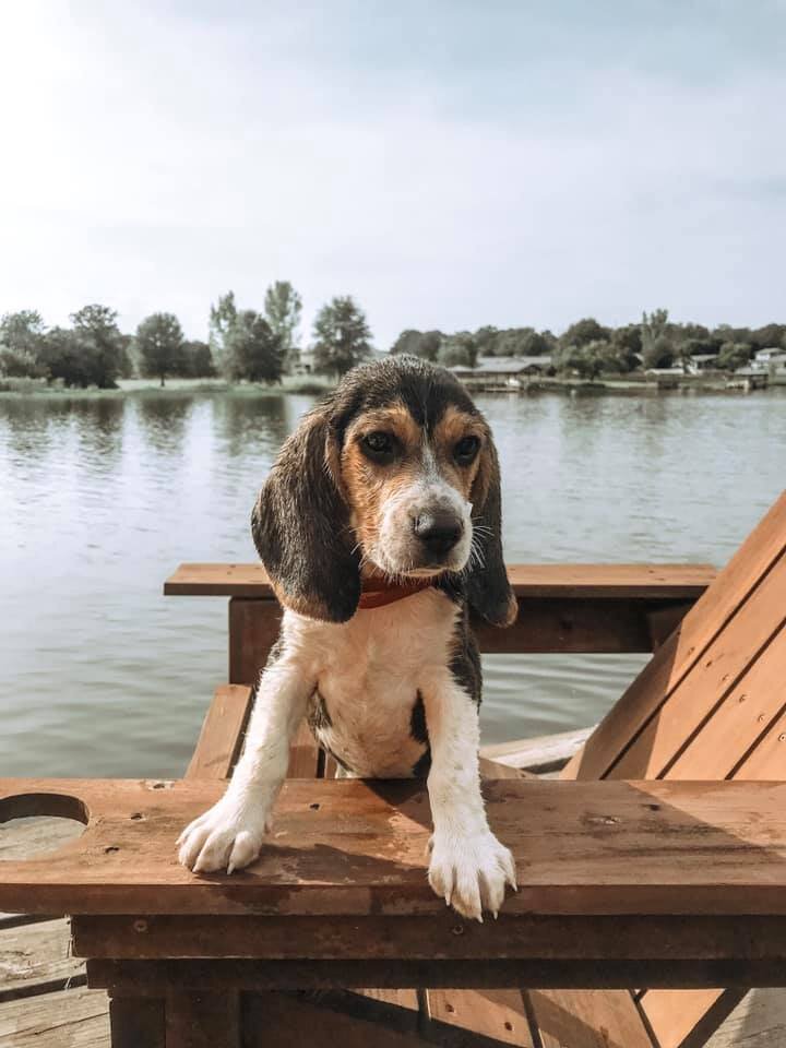 Beagle Dog Breed Information and Characteristics - Daily Paws