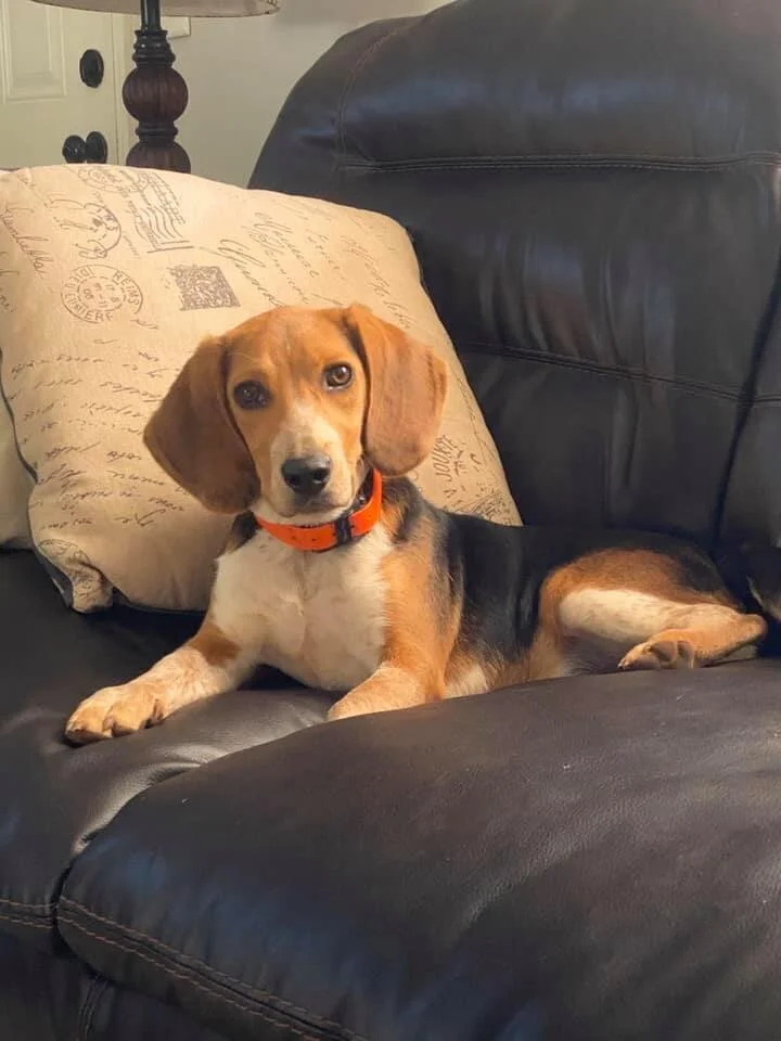 Testimonials and Reviews — Andertons Alabama Beagles