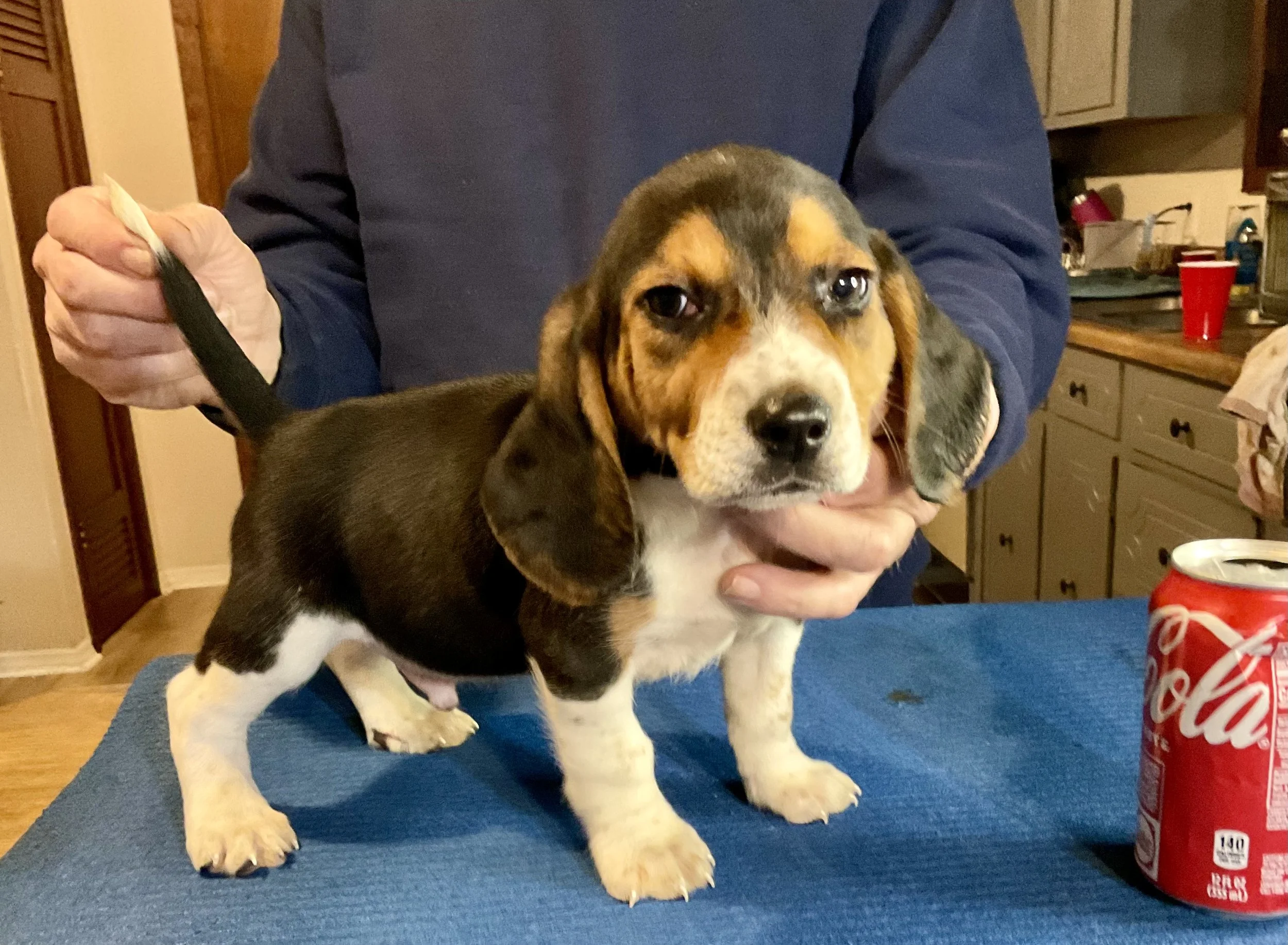 Andertons Alabama Beagles
