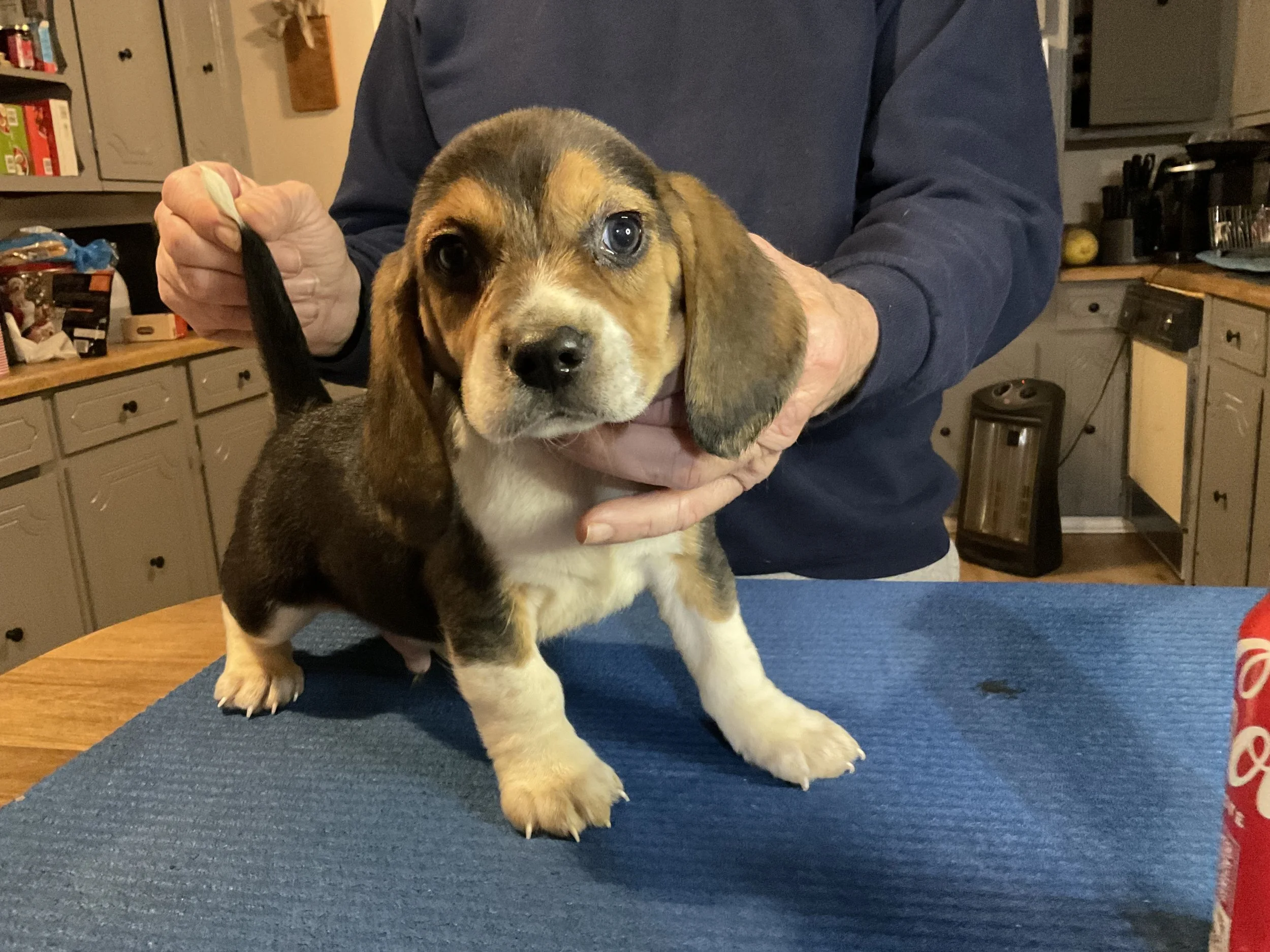 Andertons Alabama Beagles