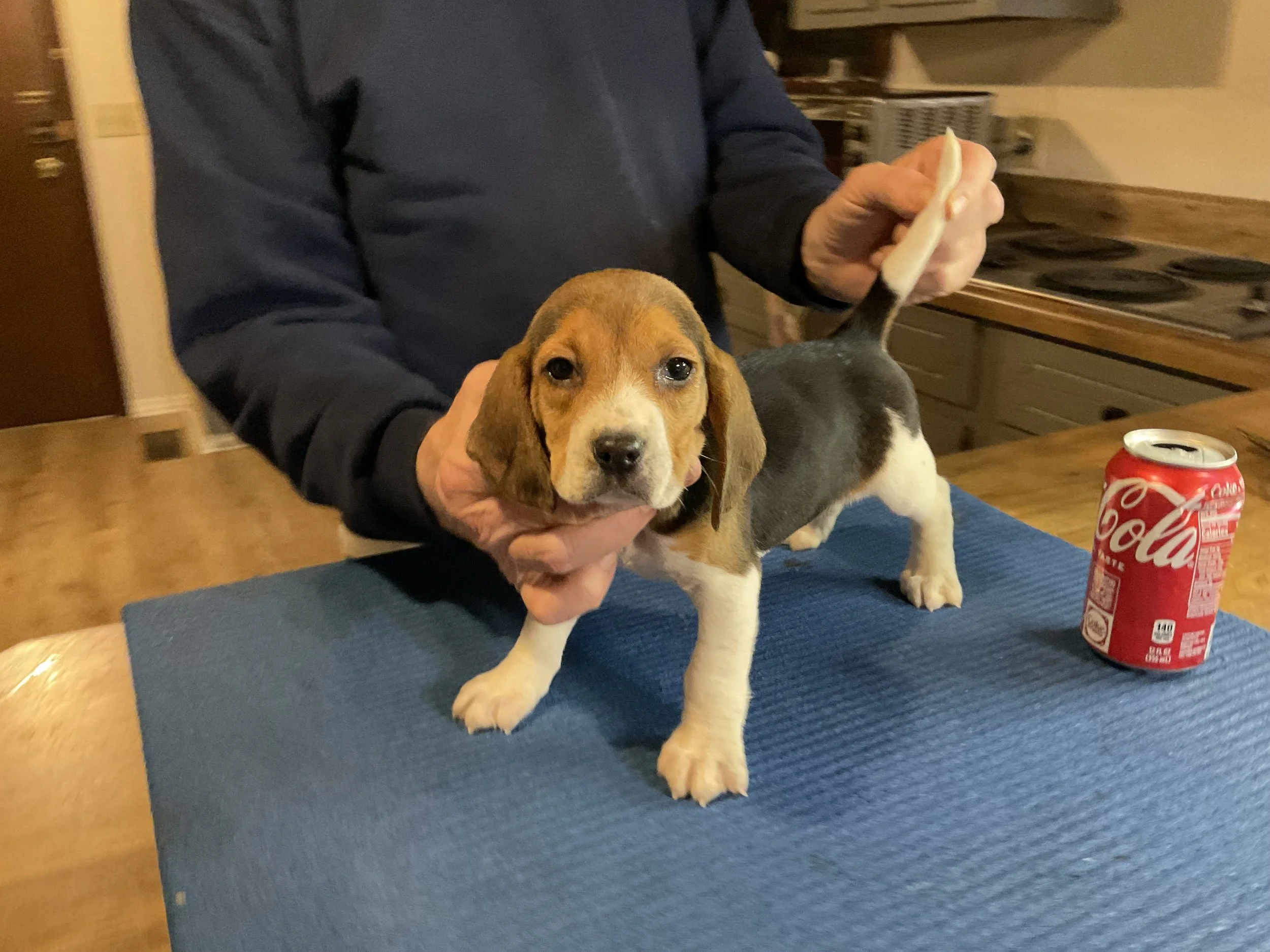 Andertons Alabama Beagles