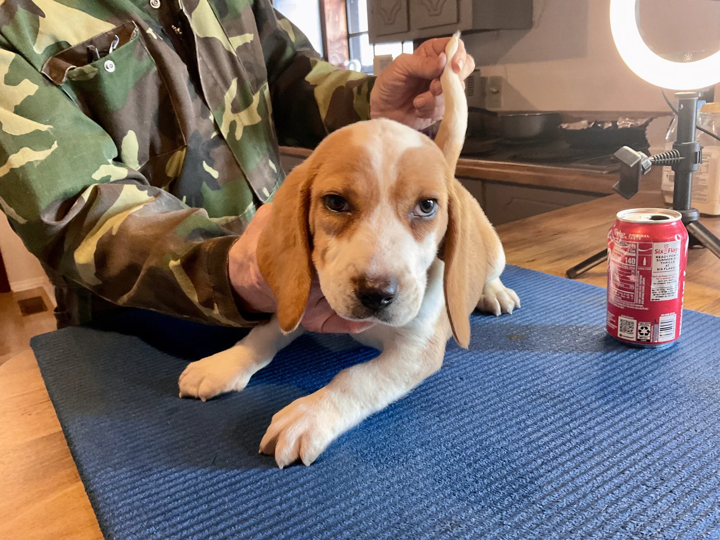 Andertons Alabama Beagles