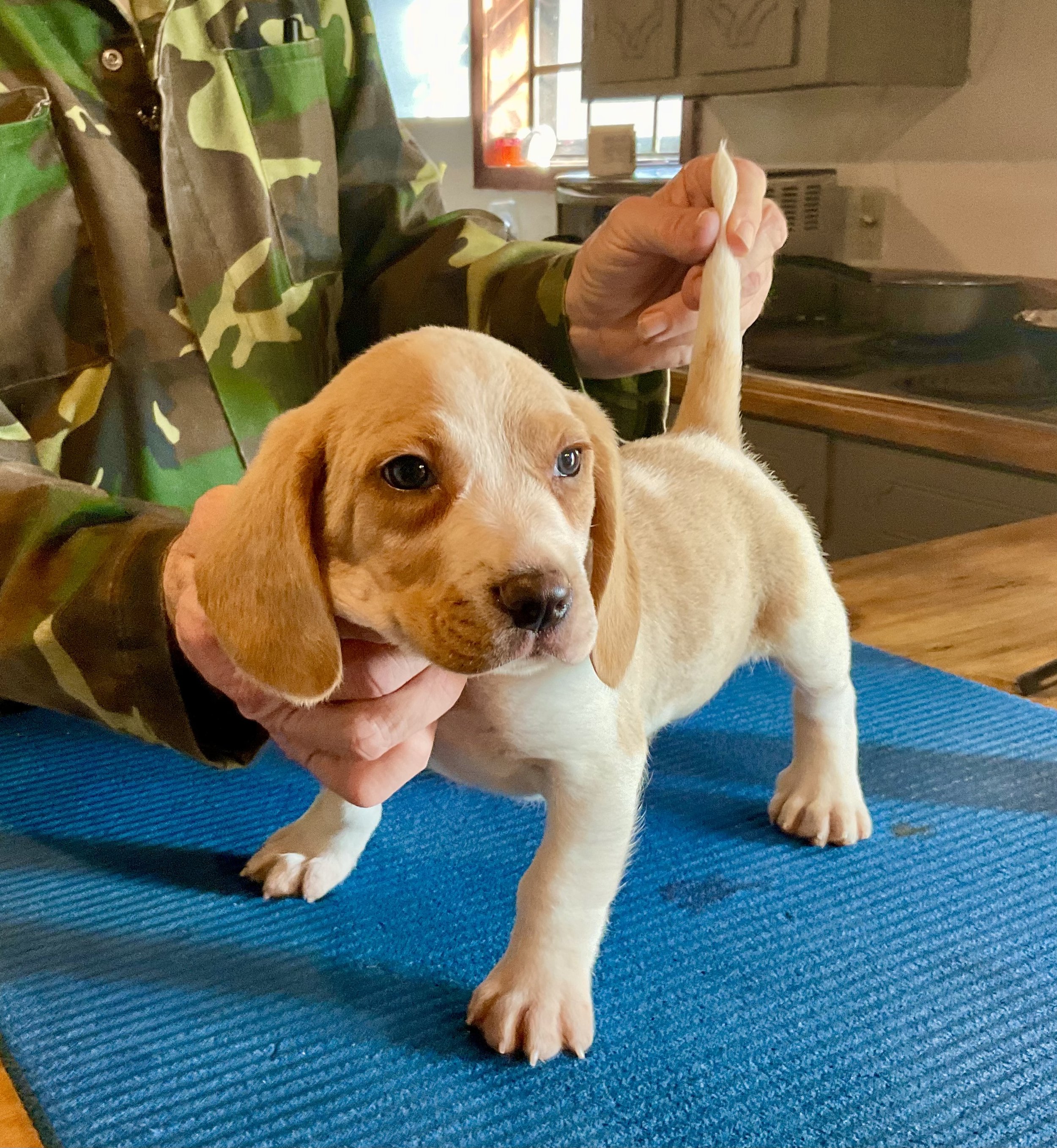 Andertons Alabama Beagles