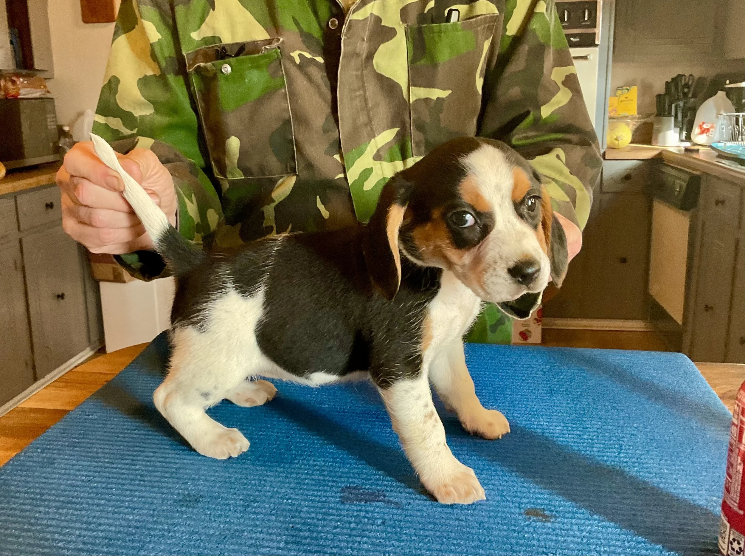Andertons Alabama Beagles