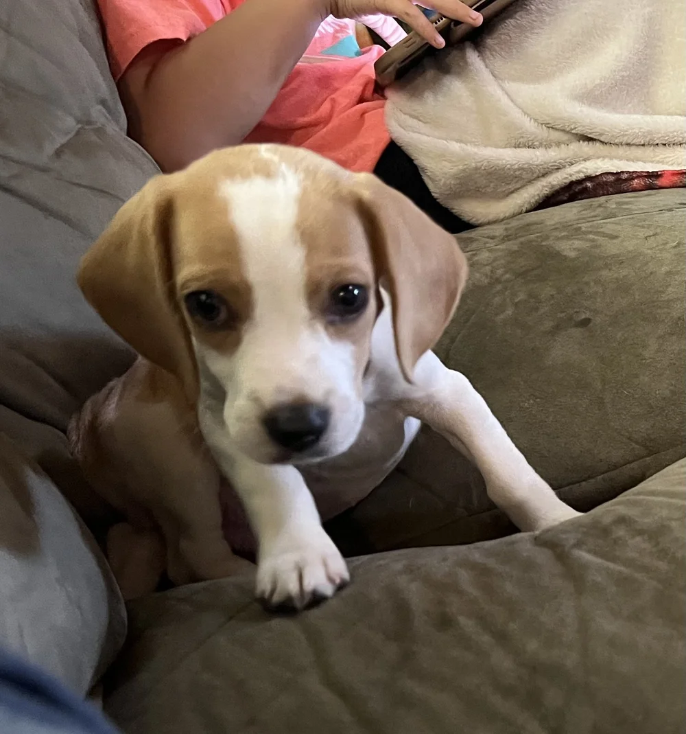 Lemon Drop Beagle Puppy
