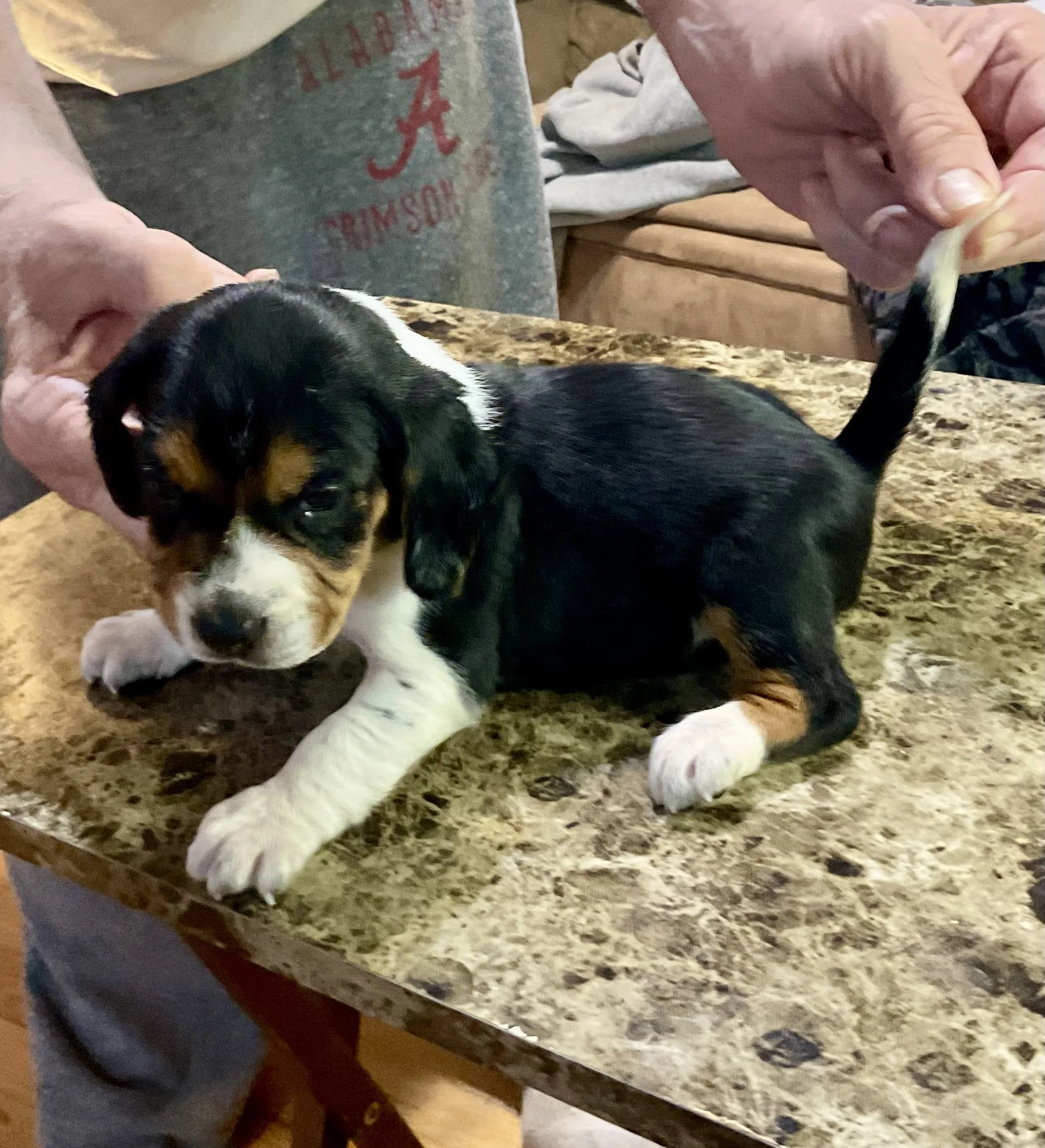 Andertons Alabama Beagles