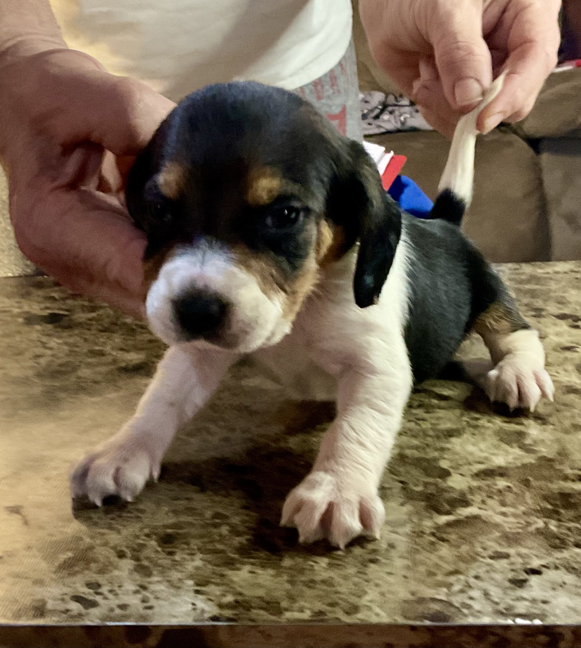 Andertons Alabama Beagles
