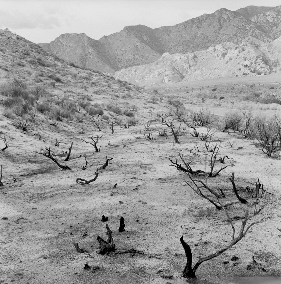   Burnt Bush   California Desert, 2004. 