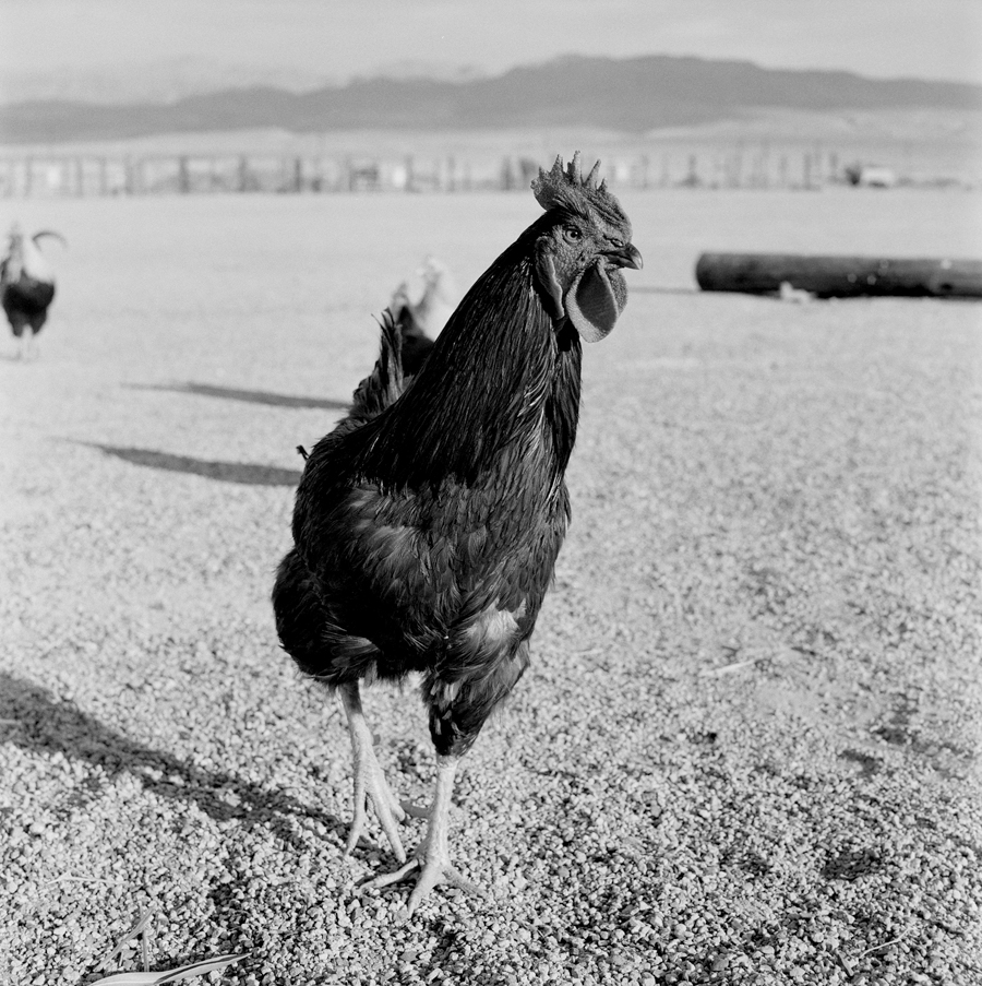   Chicken   Near Rt. 395 (outside the Panamint Range), California, 2004. 