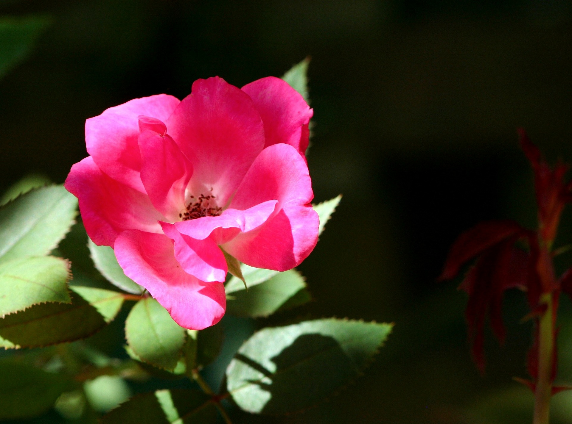 Pixabay