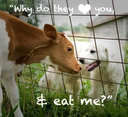 Veganstvo – evangelij 3. tisočletja