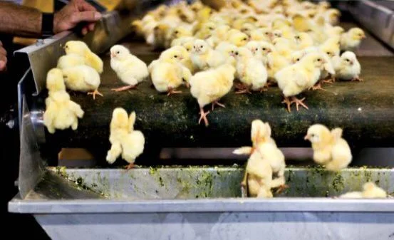 »Prijel jih je za nogice in treščil ob zid«