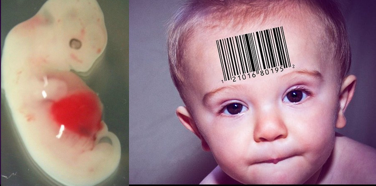 Zarodki živali s človeškimi celicami