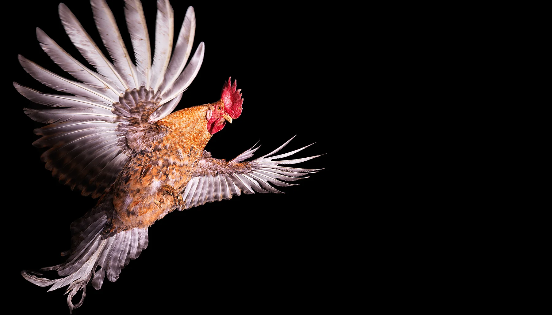 Rooster