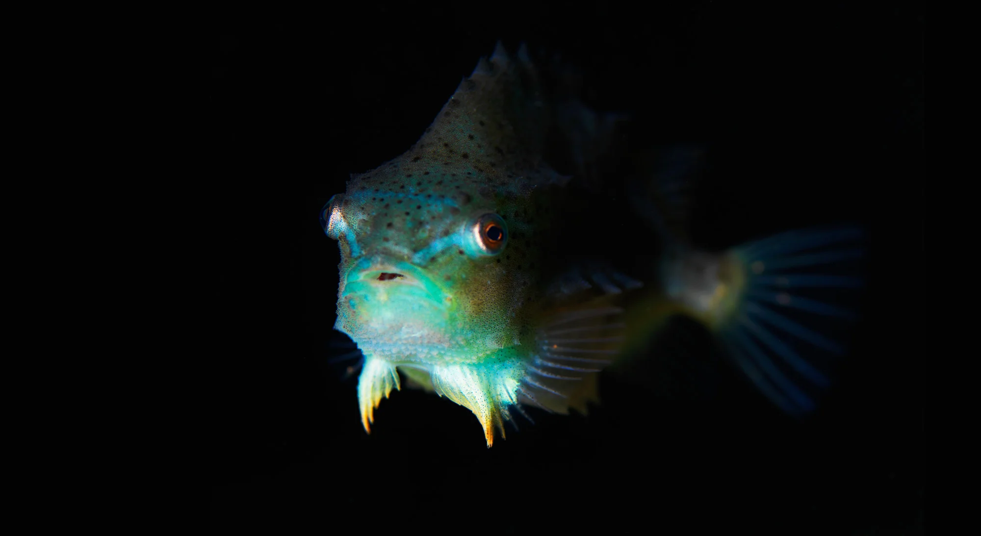 Akvariet_0289_2.jpg