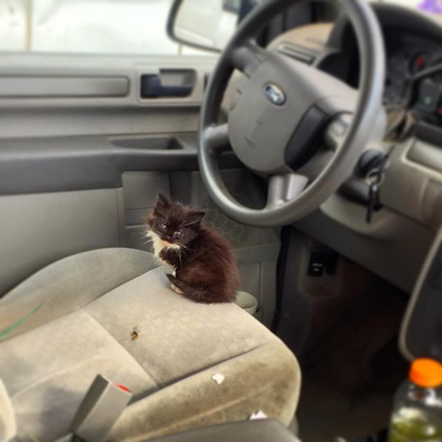 Found a new crew member in the work truck the other day. She (Champ) makes a top notch security system. Here she is guarding the vehicle.
#yugreen #smallbusiness #oakland #bayarea #landscapemaintenance