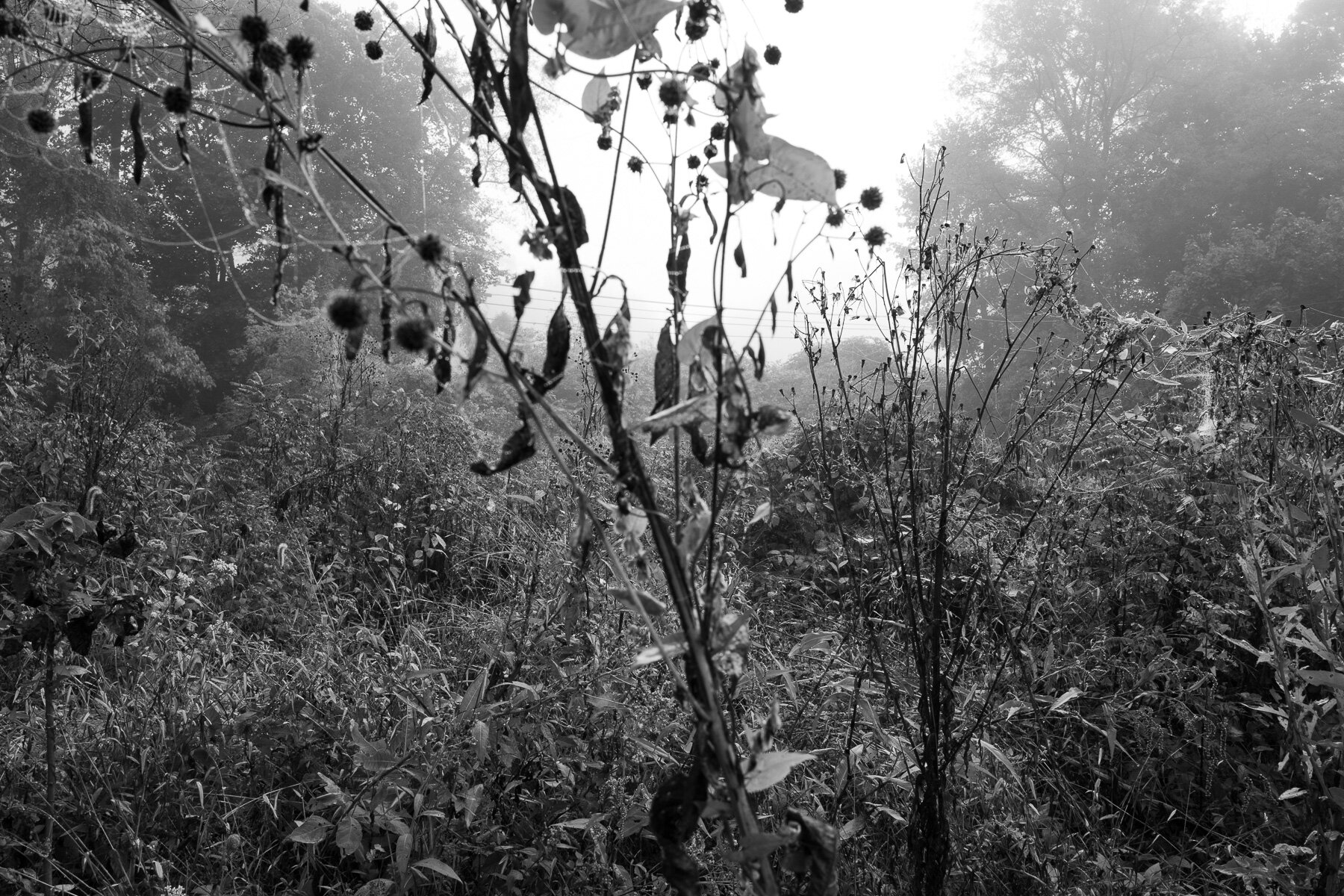 L1010363.jpeg