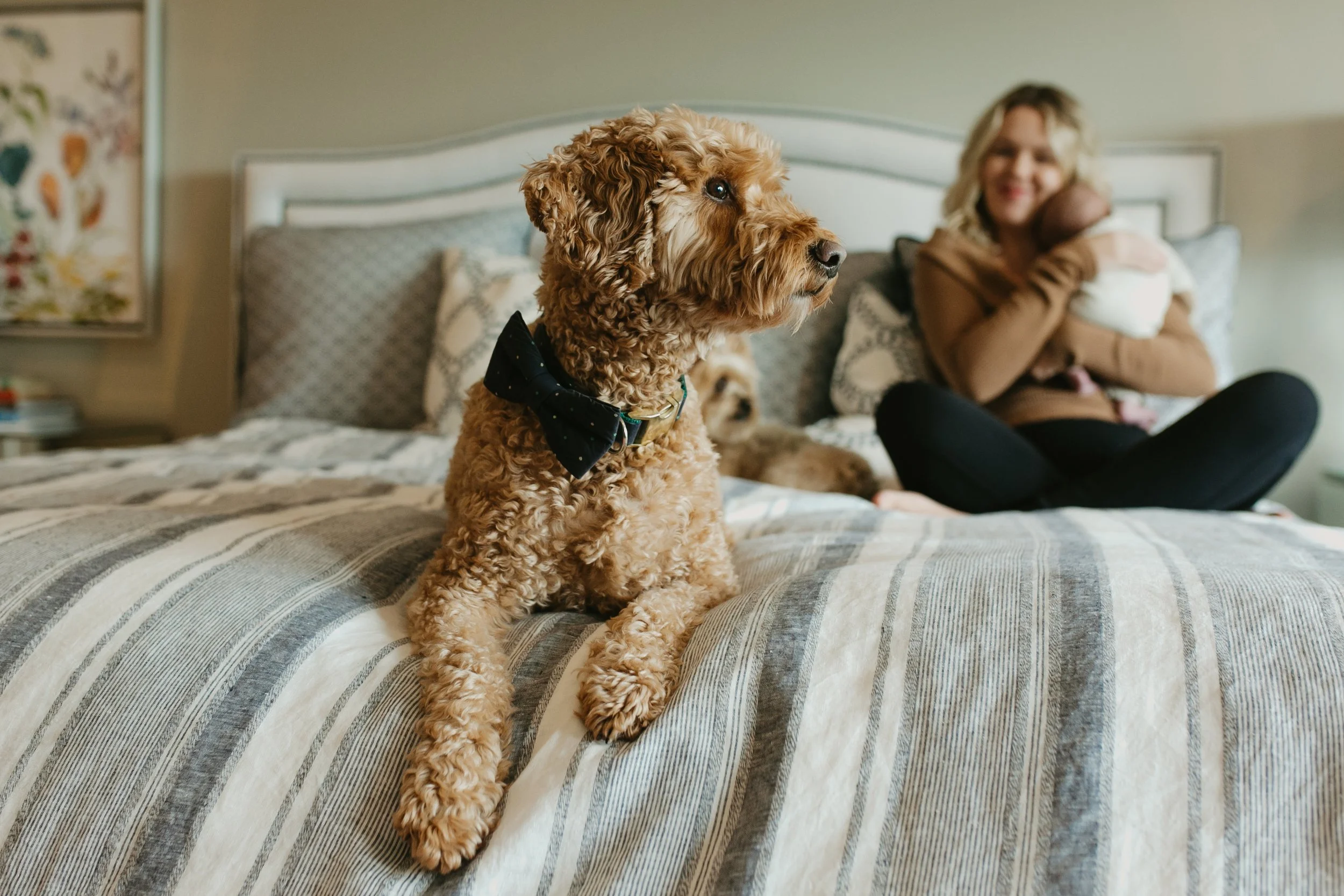A curly-haired, brown dog wearing a black bow tie sitting on a bed in a cozy bedroom. In the background, a woman with blonde hair is sitting on the bed, smiling and holding a small dog.