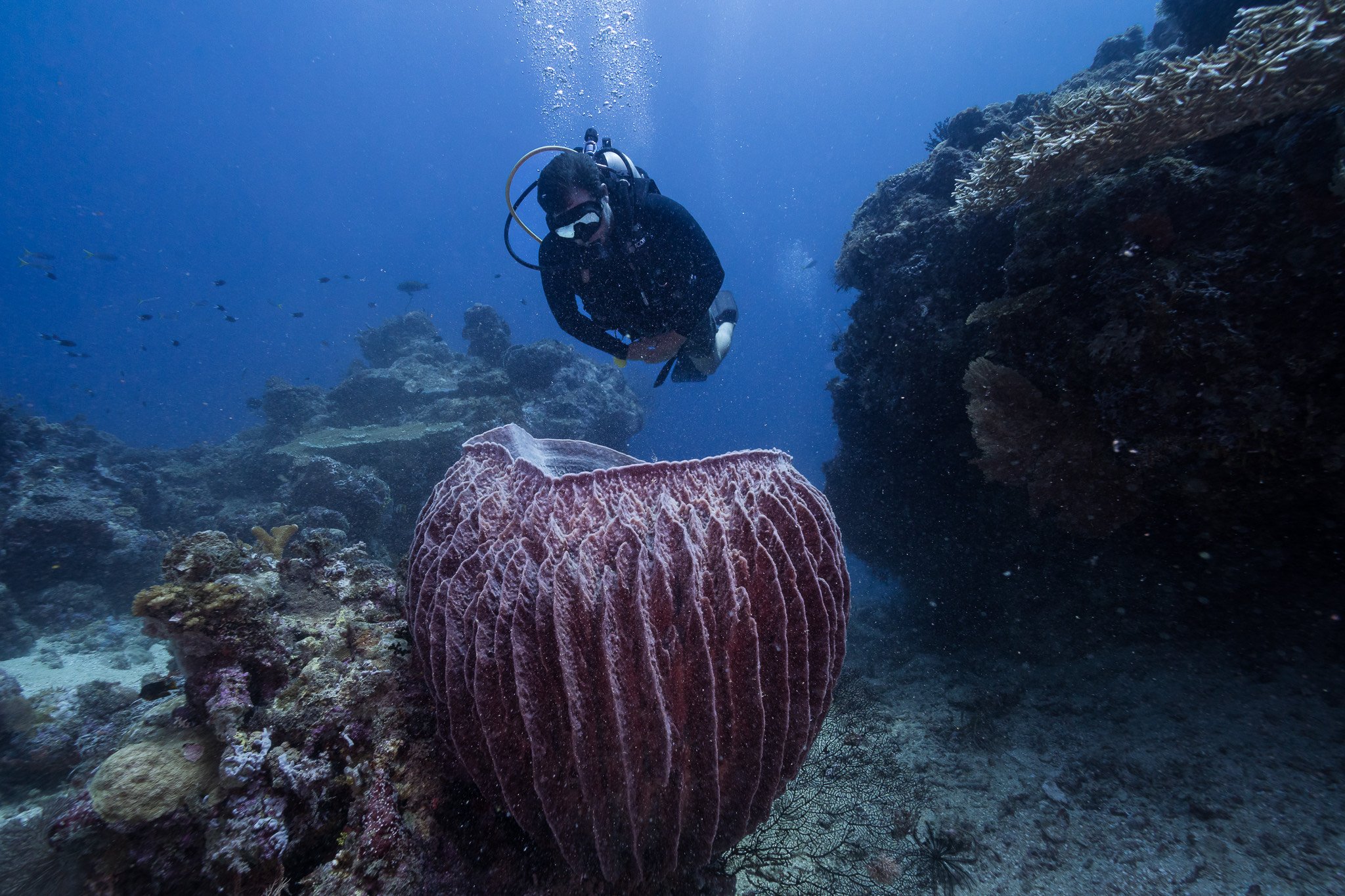 Giant Berrel Sponge Papatura .jpg