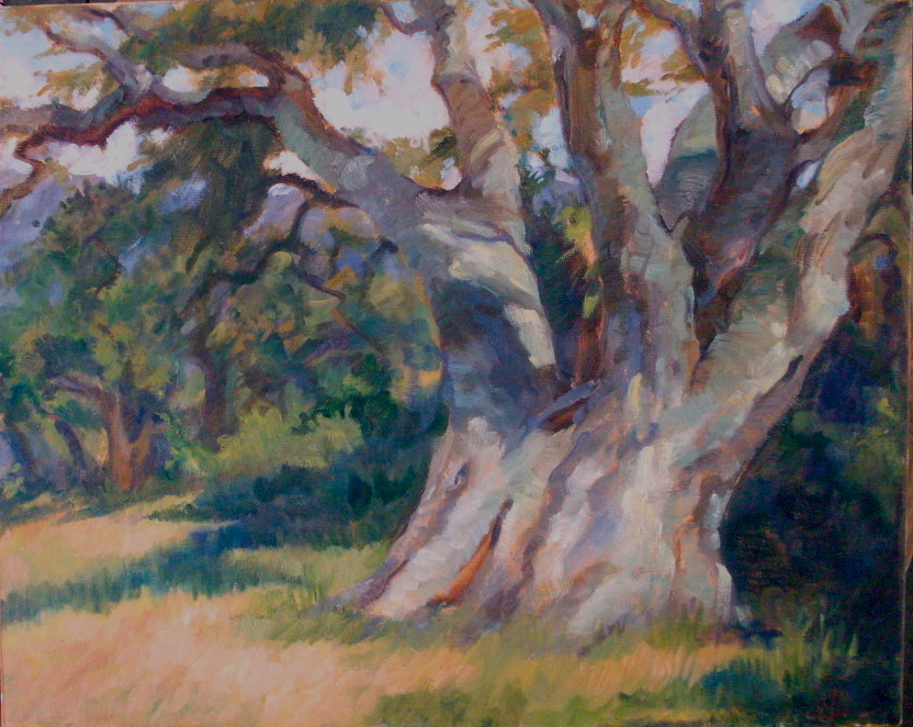 The Matriarch, Oak in Big Sur