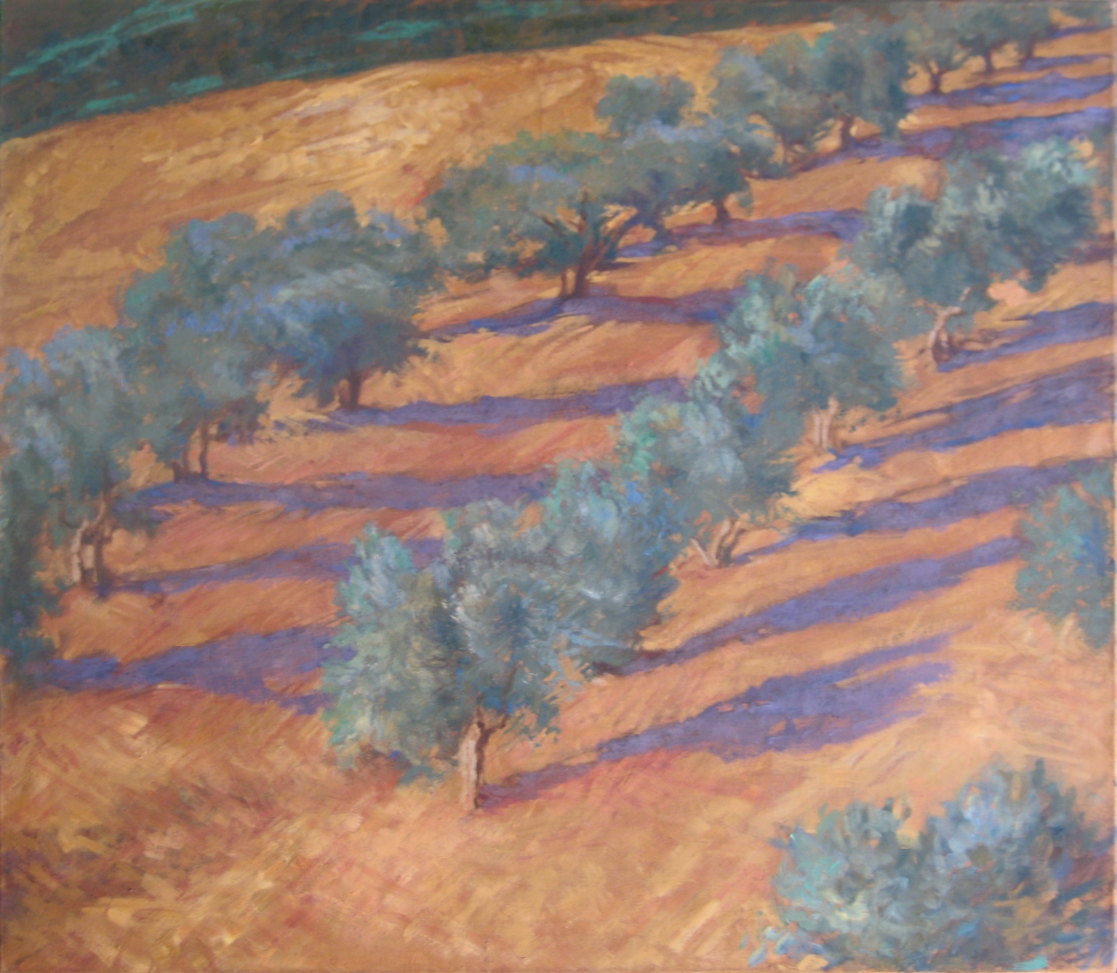 Olive trees, Maremma