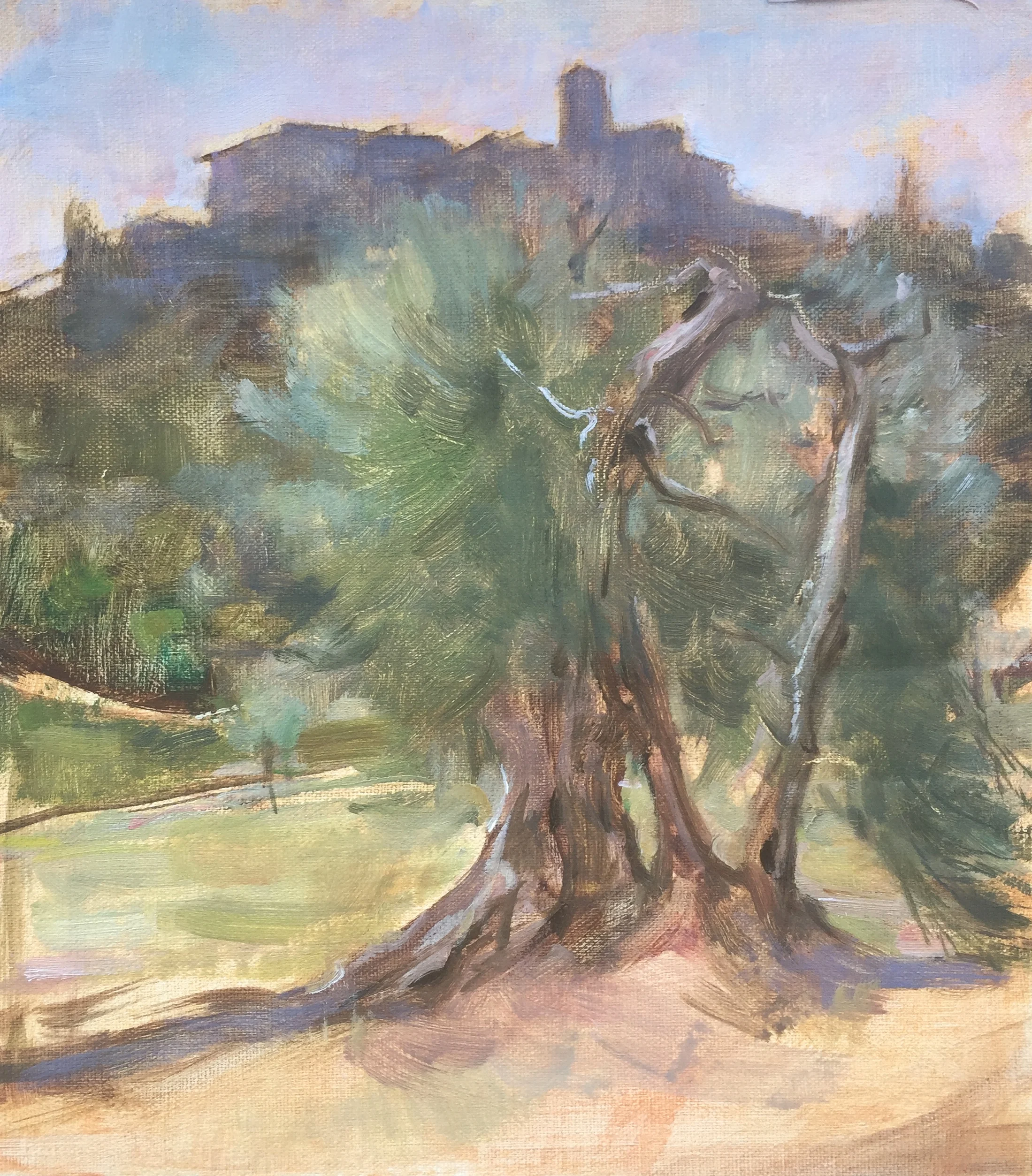 Ancient Olive, Sant'Antimo, Tuscany