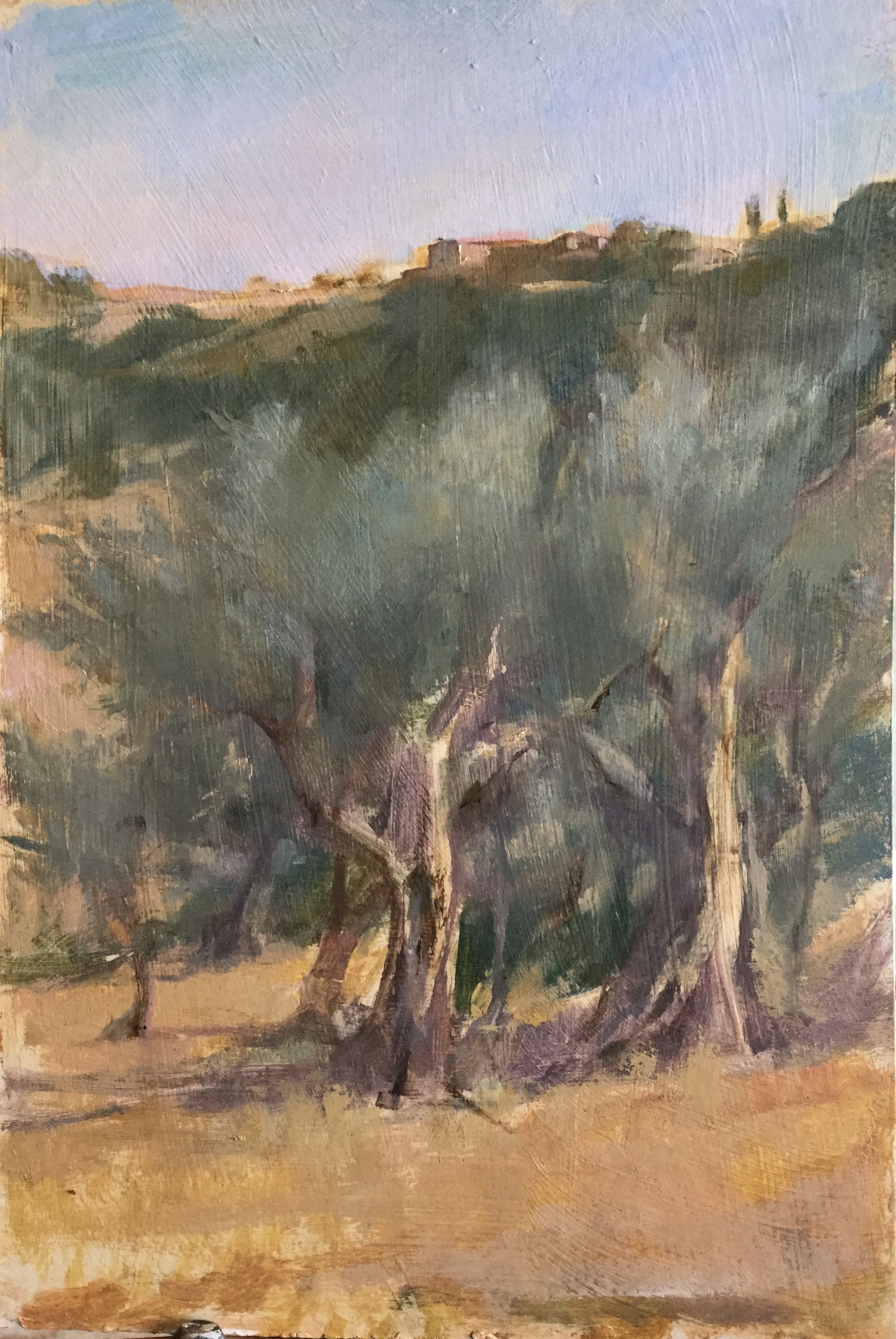 Olive Trees at Podere Spedalone, Tuscany