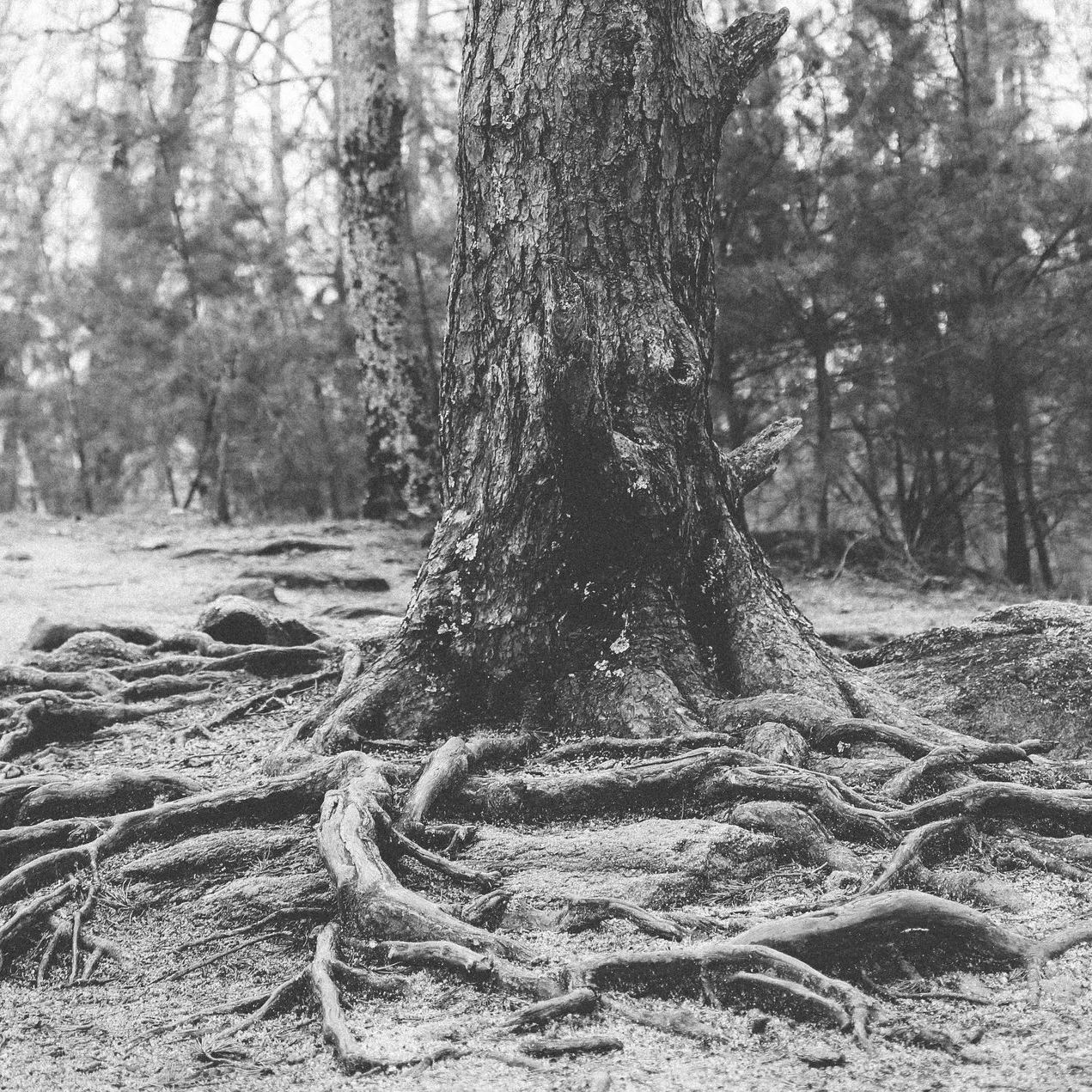 Roots+Creative+Co.jpeg