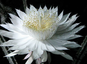 Kotoka Suzuki. Epiphyllum Oxypetalum (Queen of the Night)